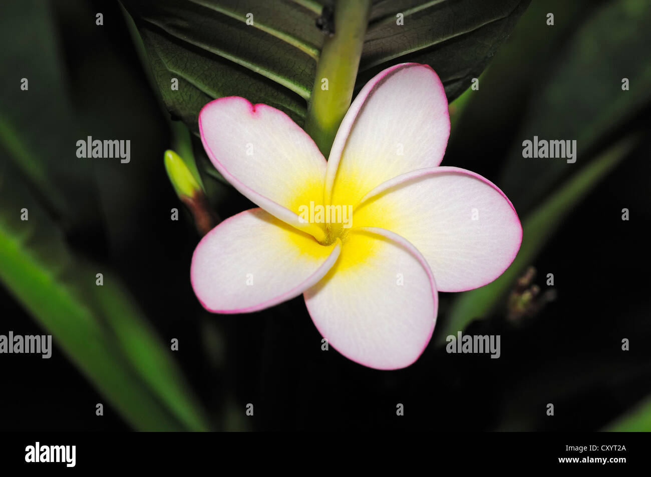 Das Temple Tree, Plumeria oder Frangipani (Plumeria Rubra) Blume, ursprünglich aus Mittelamerika, Zierpflanze Stockfoto