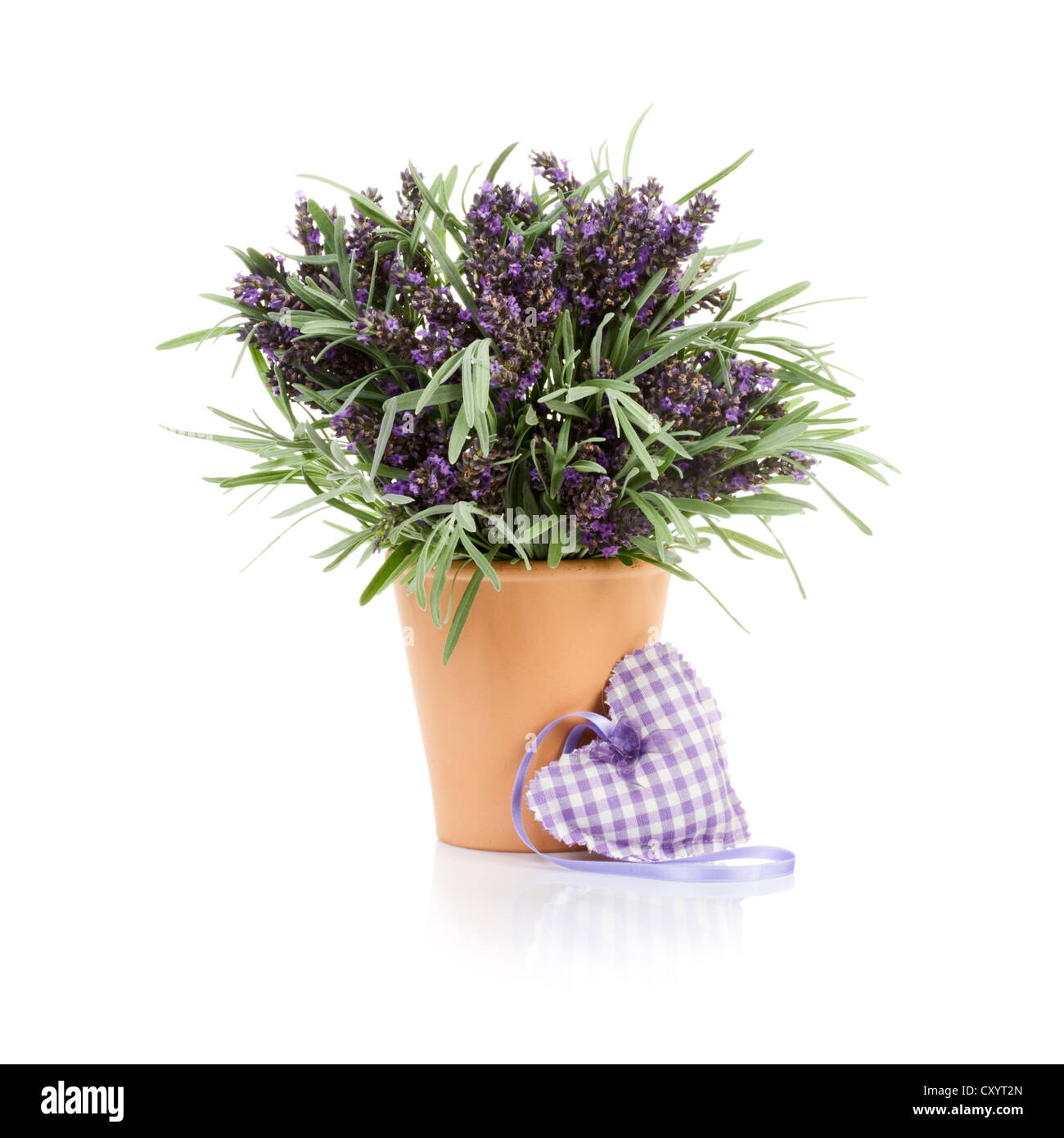 Blumentopf mit Lavendel und Stoff Herz auf weißem Hintergrund  Stockfotografie - Alamy