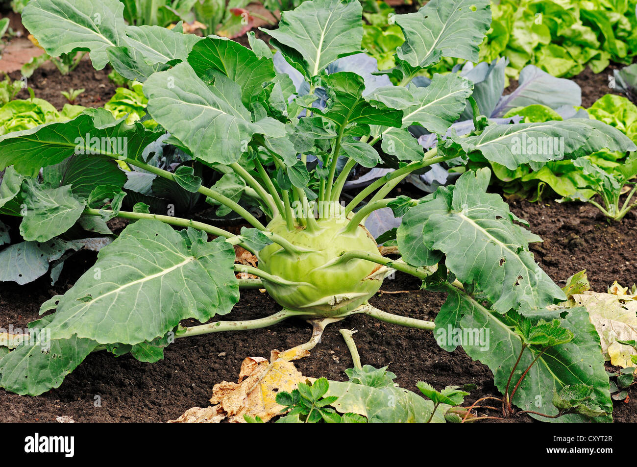 Kohlrabi oder deutsche Rübe (Brassica Oleracea Var Gongylodes), North Rhine-Westphalia Stockfoto