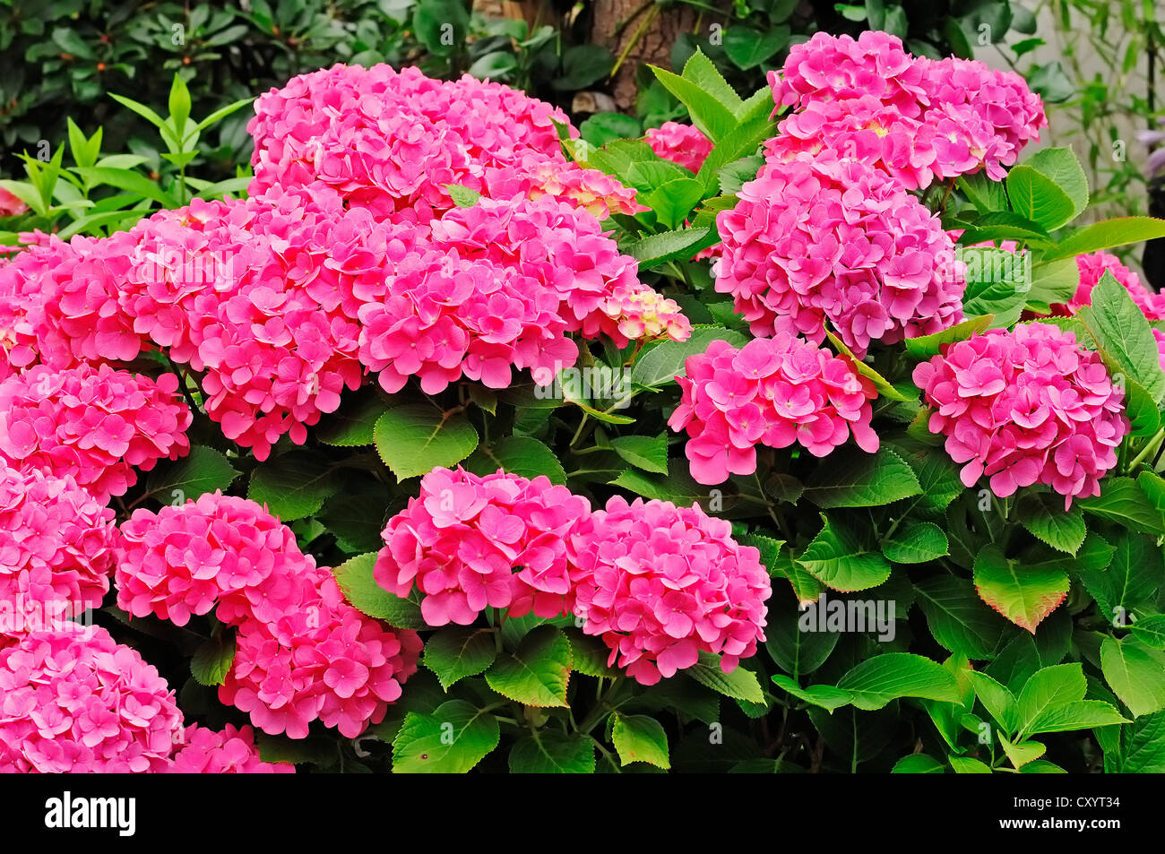 Hortensie 'Freudenstein' (Hydrangea Macrophylla), blühend, Zierpflanze, North Rhine-Westphalia Stockfoto