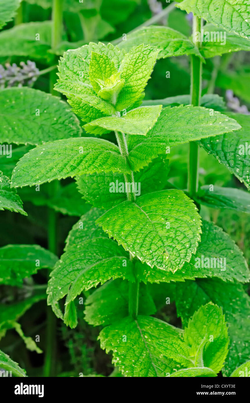 Kubanische Minze (Mentha X villosa), Mischung aus Minze (Mentha