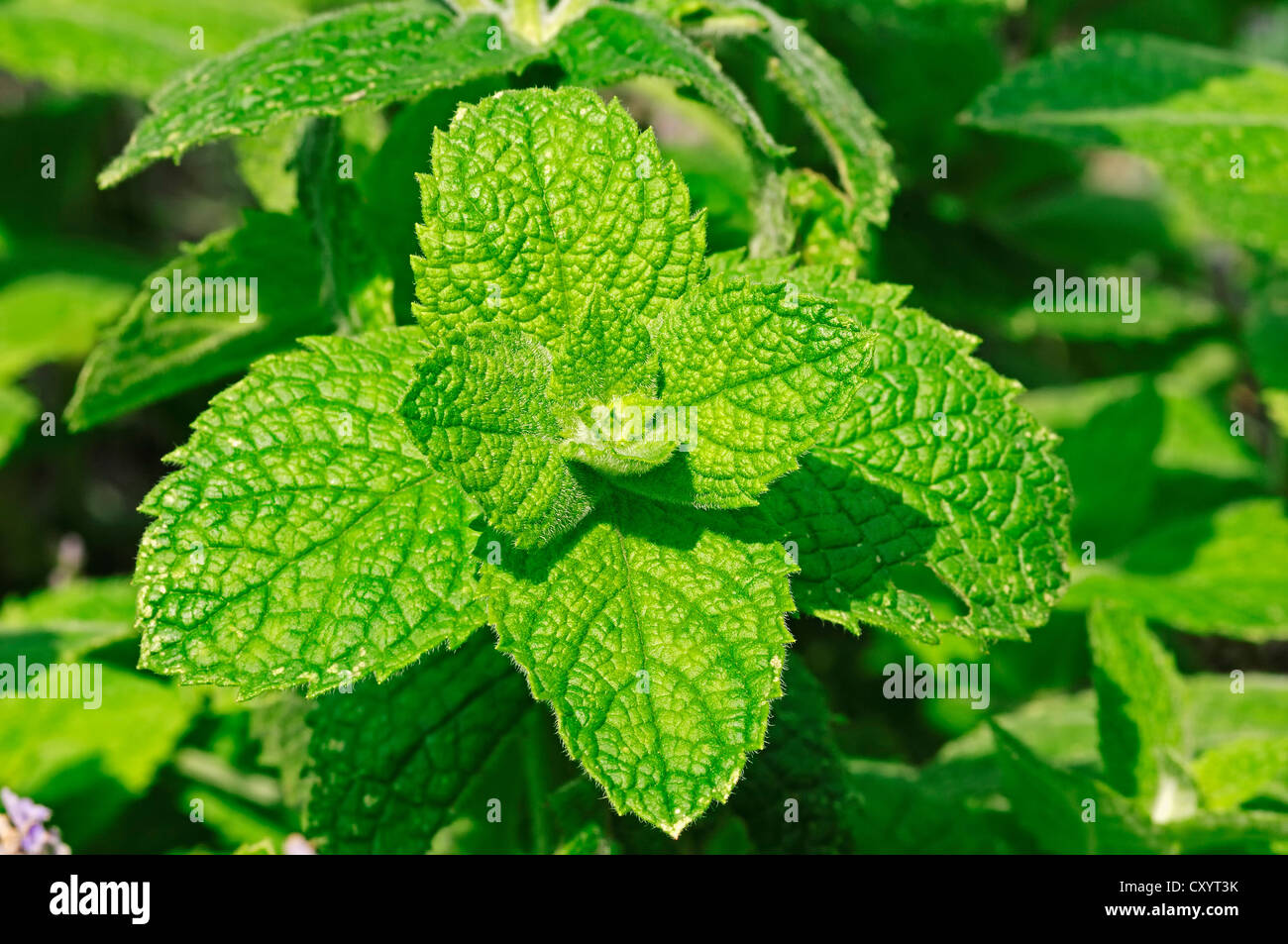 Mentha Suaveolens Stockfotos und bilder Kaufen Alamy