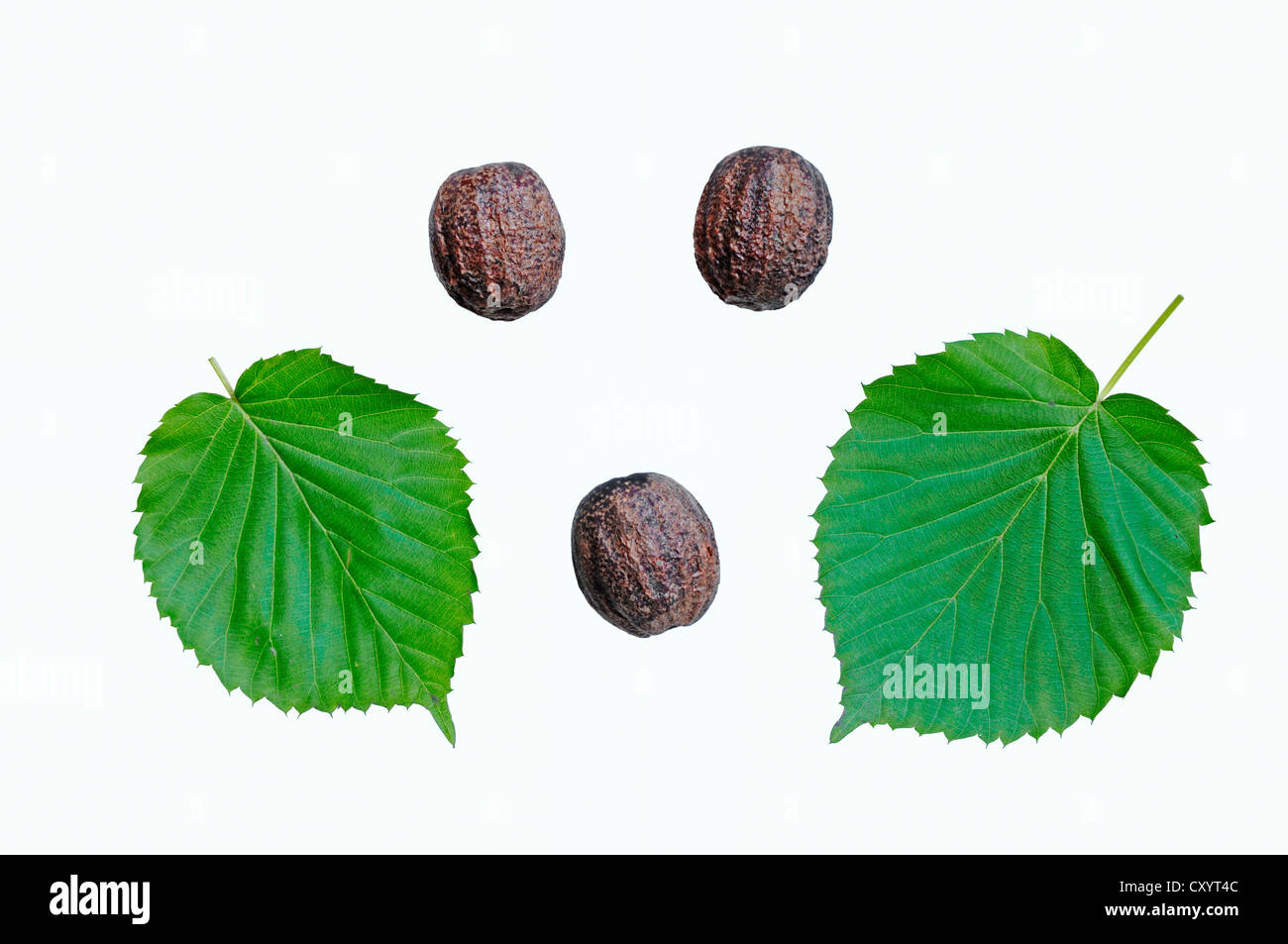 Taube, Baum (Davidia Involucrata), Blätter und Früchte, gefunden in China, Zierbaum Stockfoto