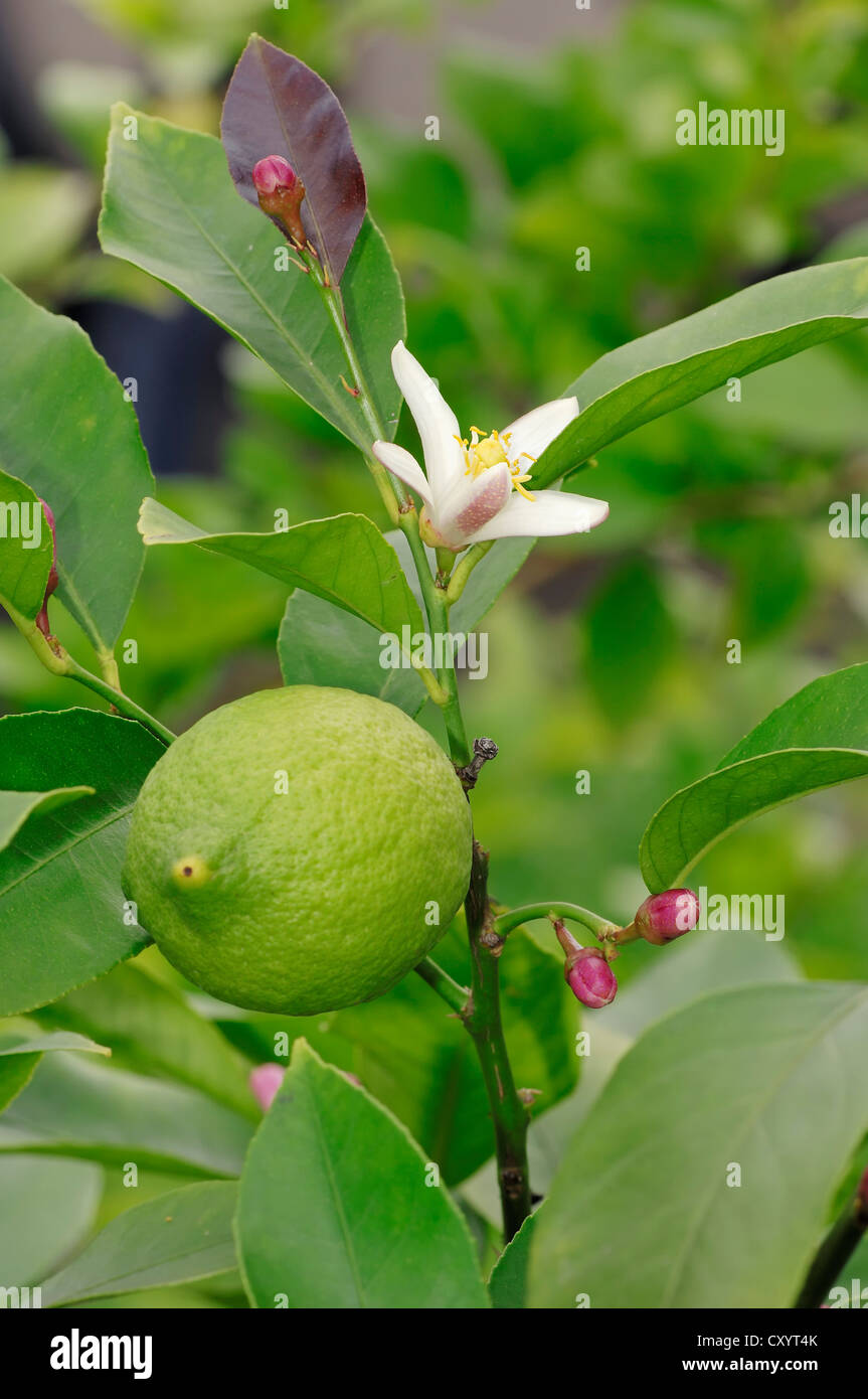 Zitronenbaum (Citrus Limon), eine Zitrone und eine Blüte, Zierpflanzen und Kulturpflanze, North Rhine-Westphalia Stockfoto