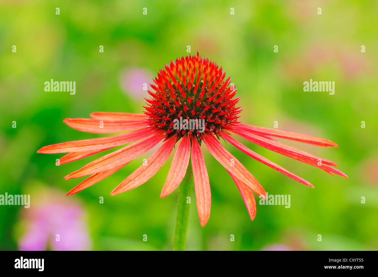 Östlichen Sonnenhut, Sonnenhut (Echinacea Purpurea, Rudbeckia Purpurea), Blüte, Pflanze Stockfoto