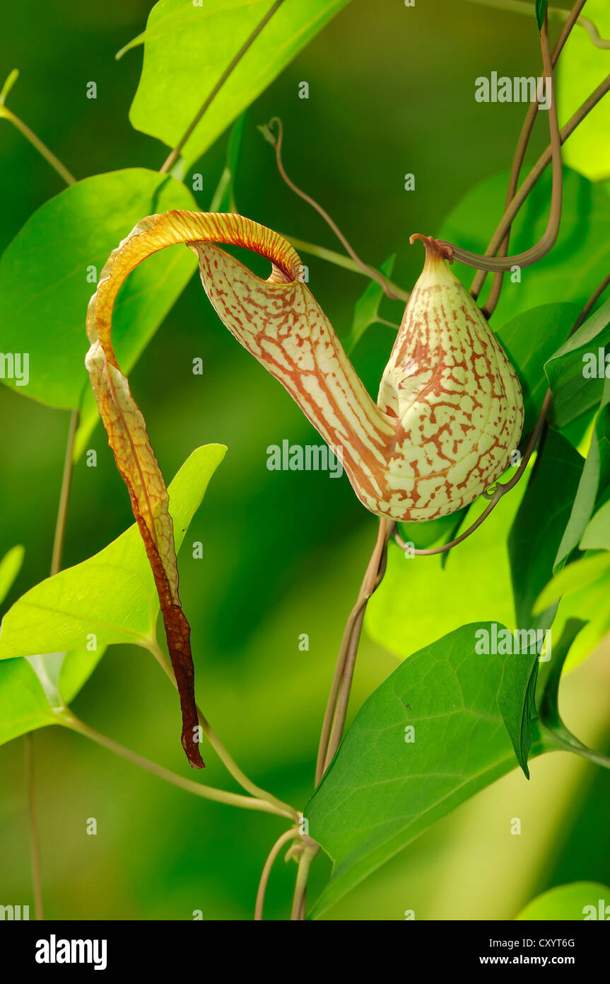 Affe Tassen, Kannenpflanze (Nepenthes SP.), gefunden in Afrika, Zierpflanze, North Rhine-Westphalia Stockfoto