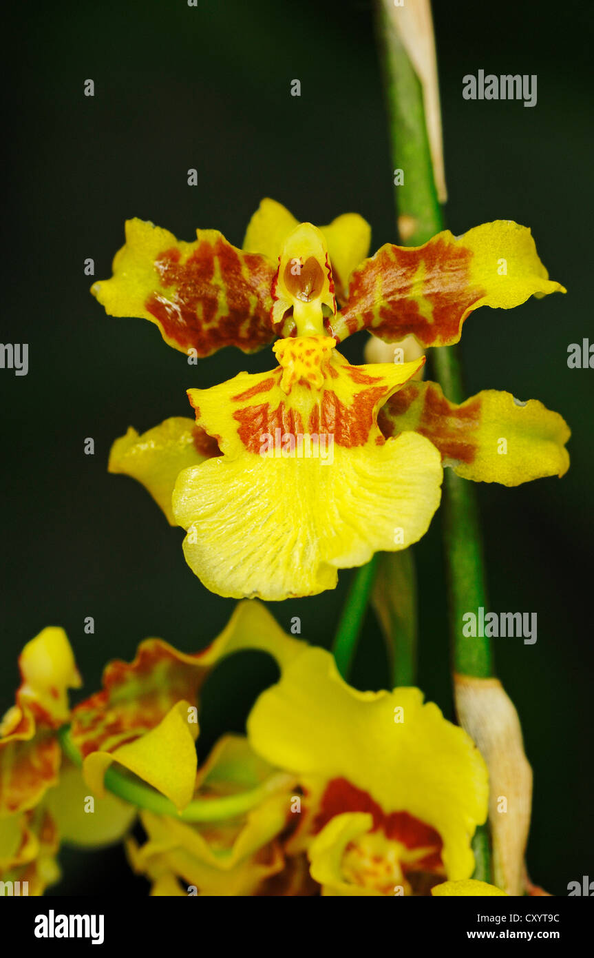 Goldene Dusche, Popcorn Orchidee (Oncidium Sphacelatum), Blüten, gefunden in Südamerika, Zierpflanze Stockfoto