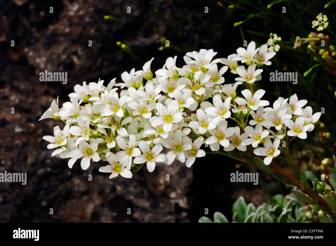 Silber-Steinbrech (Saxifraga Longifolia), gefunden in den Pyrenäen, Gartenpflanze, North Rhine-Westphalia Stockfoto