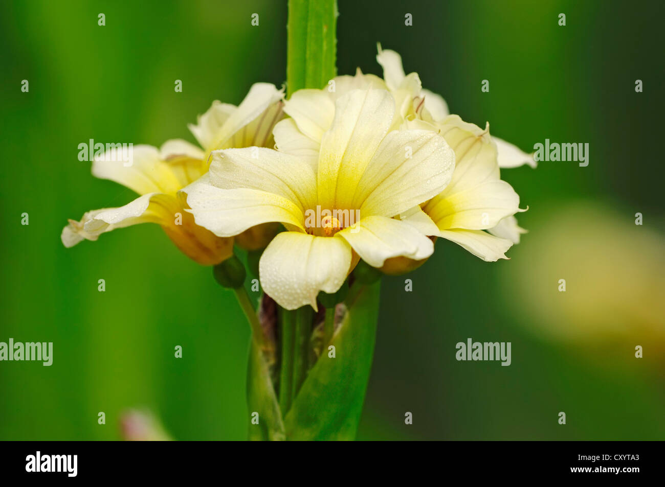 Satin Blume (Sisyrinchium Striatum), Blüten, gefunden in Argentinien und Chile, Garten-Anlage, North Rhine-Westphalia Stockfoto