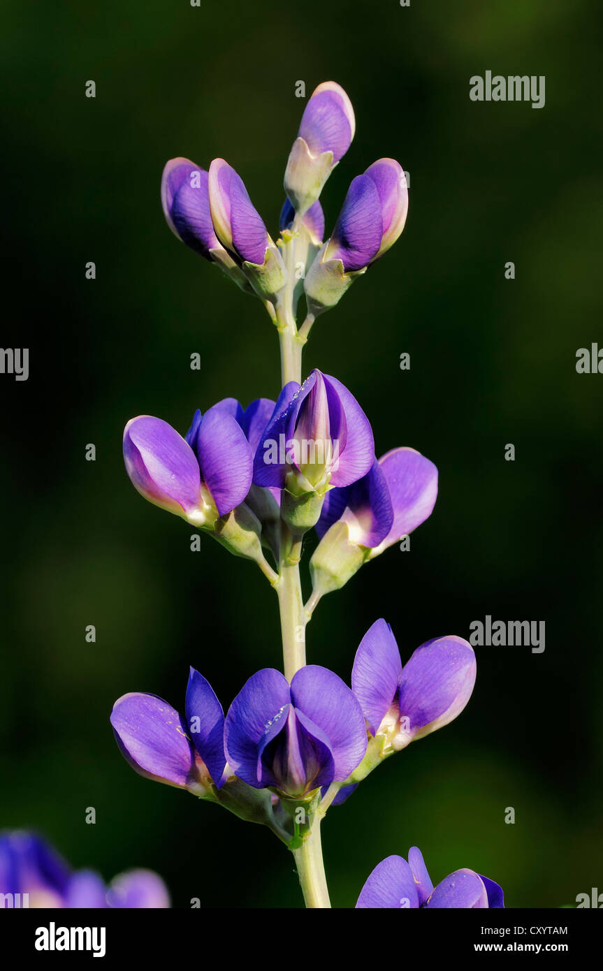 Blauer Falscher Indigo Stockfotos und bilder Kaufen Seite 2 Alamy