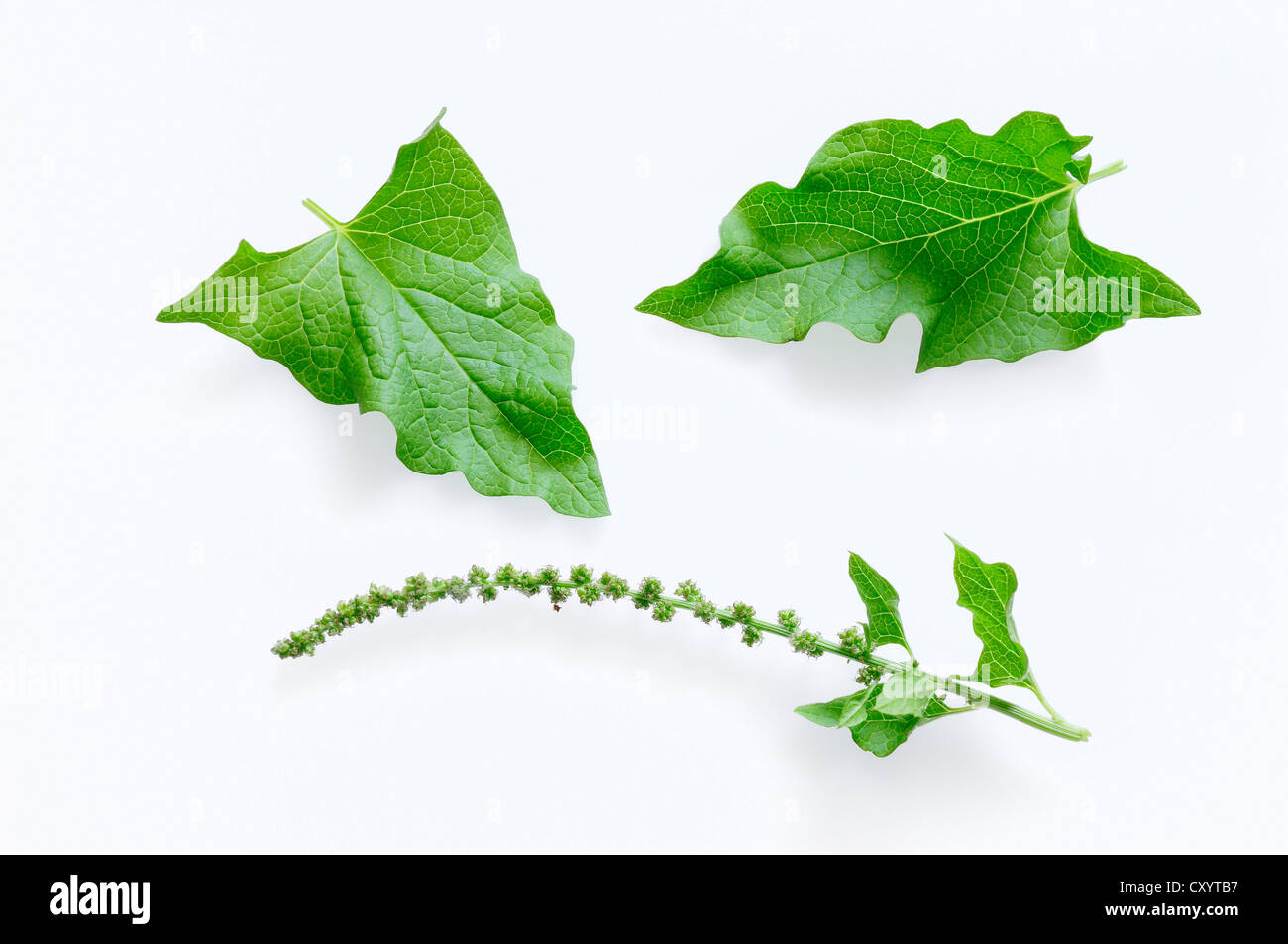 Guter Heinrich (Chenopodium Bonus-Henricus), Blätter und Blüten Stockfoto