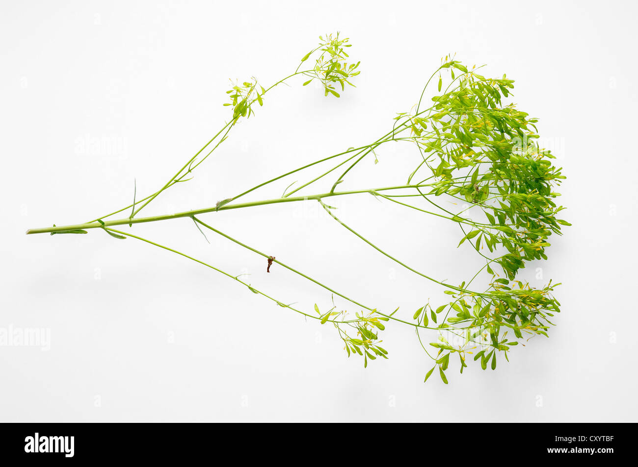 Färberwaid (Isatis Tinctoria), gefunden im westlichen Asien angebaut als Farbstoff Pflanze in Europa, North Rhine-Westphalia Stockfoto