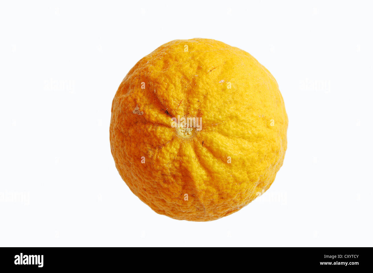 Zählig Orange (Poncirus Trifoliata), Obst Stockfoto