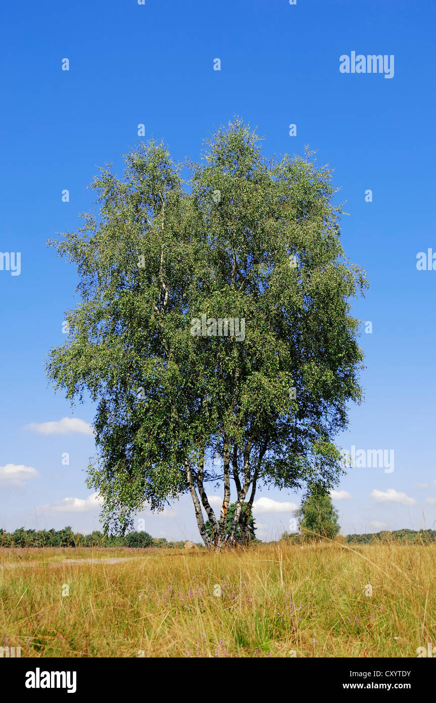 Birke (Betula Pendel, Betula Alba, Betula verzweigt), Heide, Westruper Heide, Nordrhein-Westfalen Stockfoto