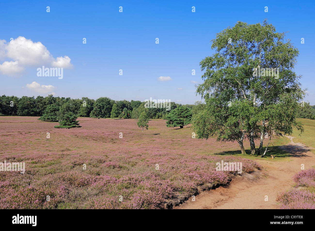 Birke (Betula Pendel, Betula Alba, Betula verzweigt), blühende Heide, Westruper Heide, Nordrhein-Westfalen Stockfoto