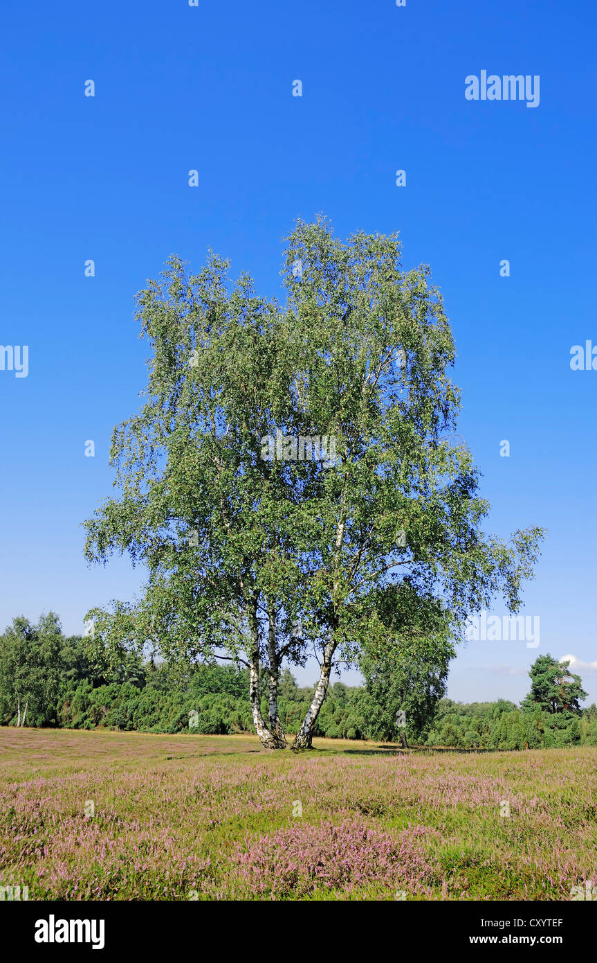 Birke (Betula Pendel, Betula Alba, Betula verzweigt), blühende Heide, Westruper Heide, Nordrhein-Westfalen Stockfoto