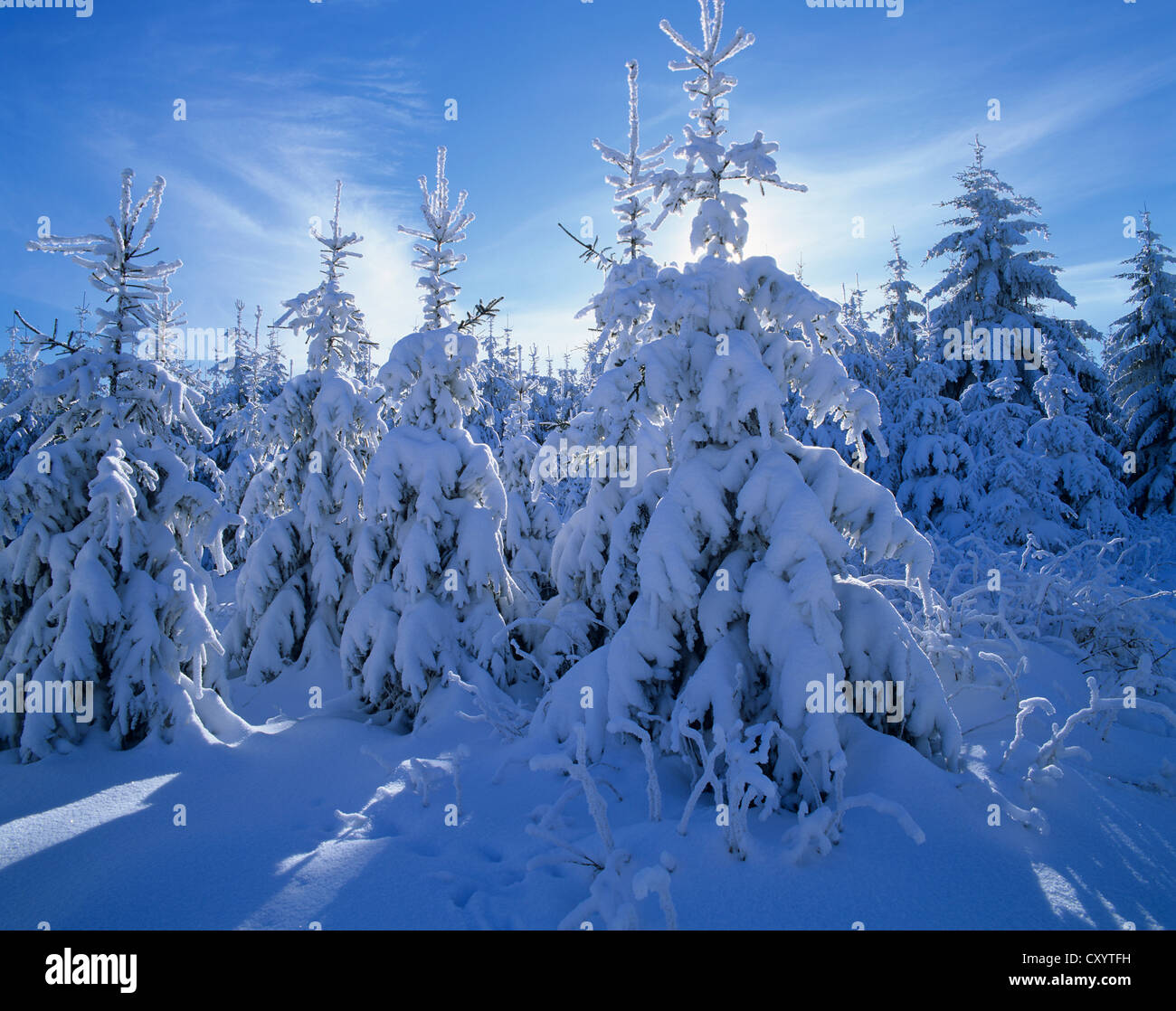 Schneebedeckten Fichten (Picea Abies), Thüringer Wald, Thüringen Stockfoto