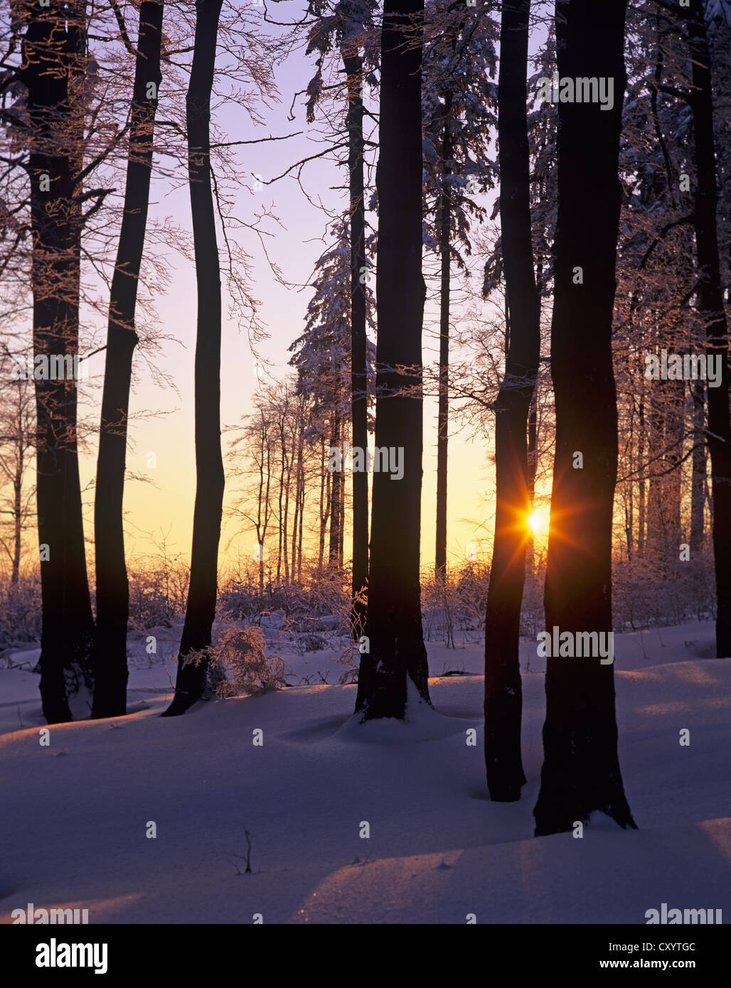 Sonnenuntergang in Buchenwald (Fagus Sylvatica) mit Schnee, in der Nähe von Stuetzerbach, Thüringer Wald Stockfoto