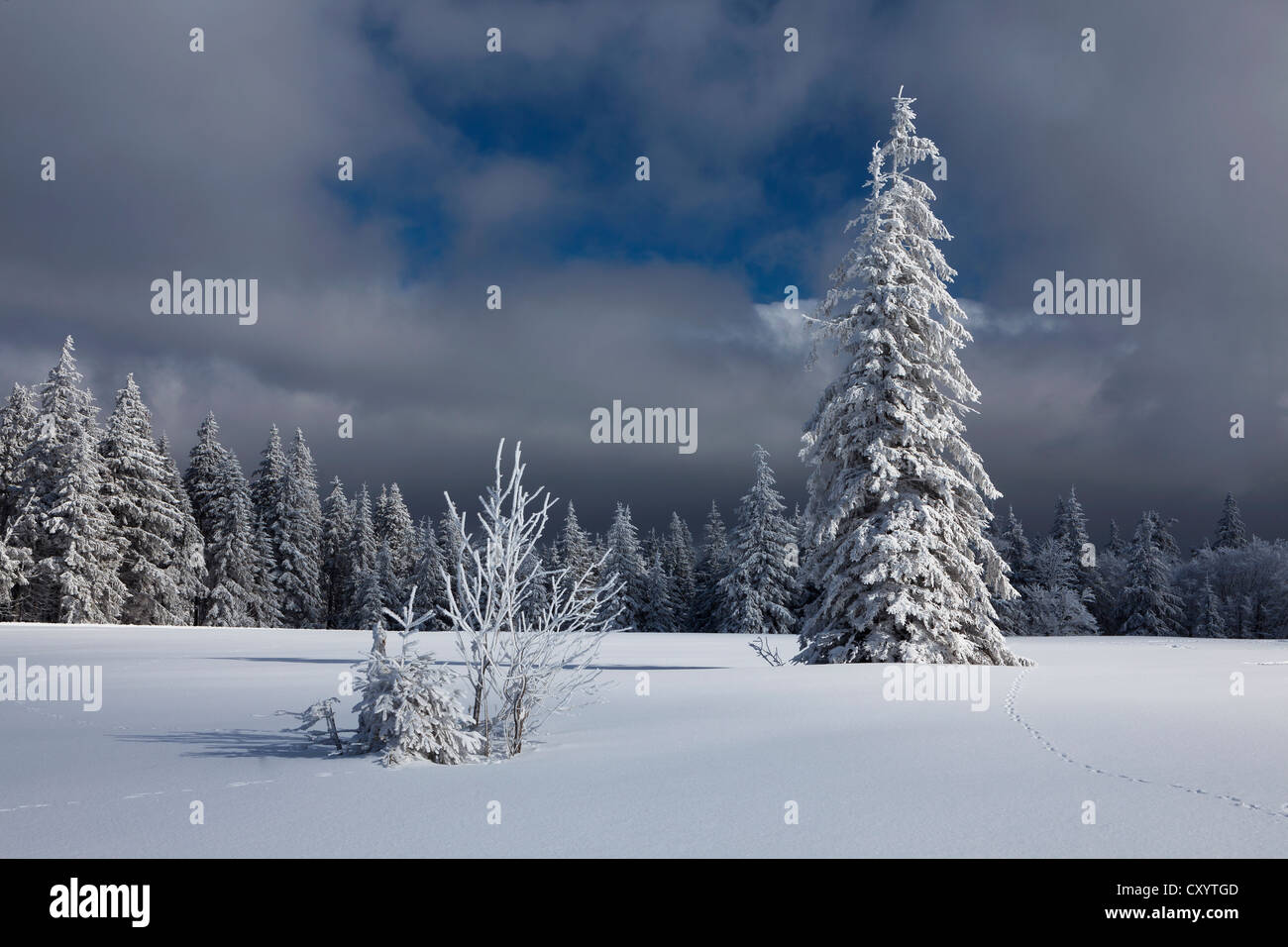 Tannen in den frischen Schnee am Berg Kandel, Schwarzwald-Gebirge in der Nähe von Freiburg, Baden-Württemberg, PublicGround Stockfoto