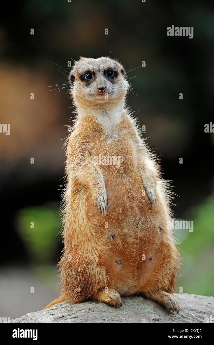 Erdmännchen (Suricata Suricatta), gefunden in Afrika gefangen, North Rhine-Westphalia Stockfoto