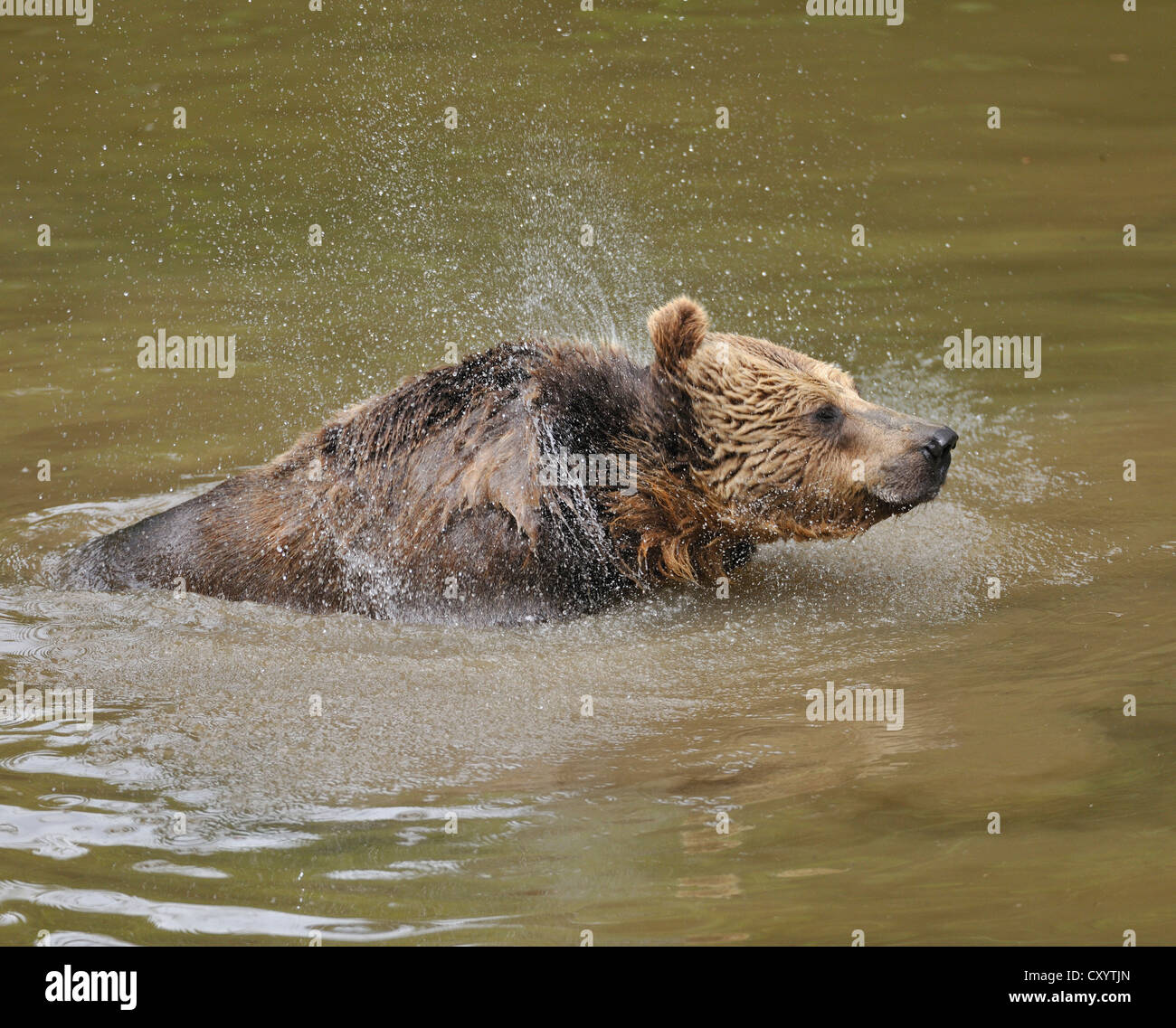 Europäischer Braunbär (Ursus Arctos), schütteln sich im Wasser, in einer geschlossenen Zone des Nationalparks Bayerischer Wald Stockfoto