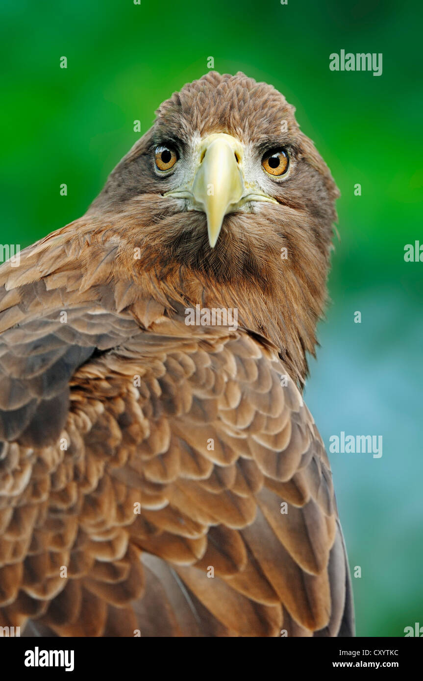 Seeadler (Haliaeetus Horste), Porträt, gefunden in Europa und Asien, Gefangenschaft, North Rhine-Westphalia Stockfoto