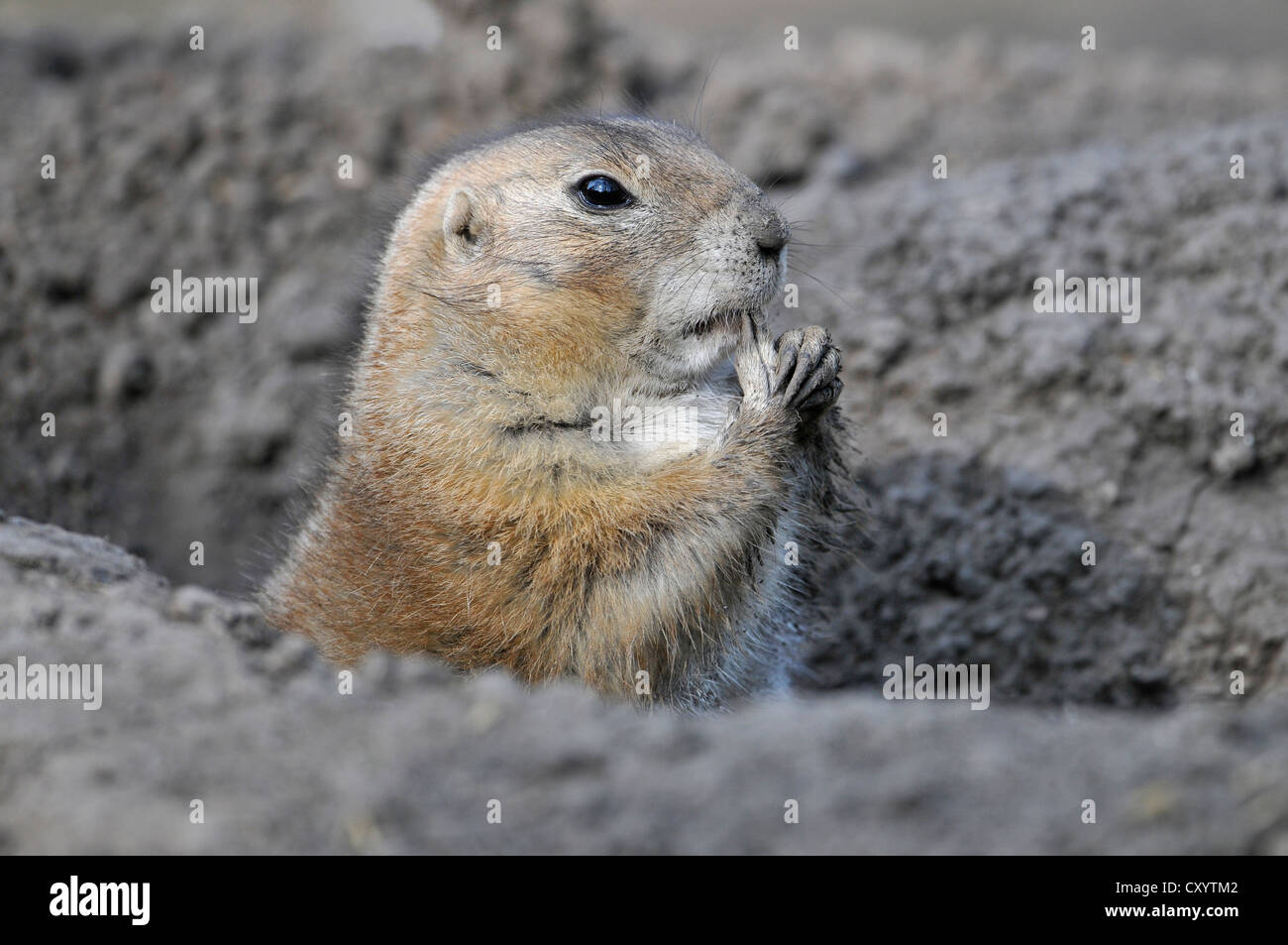 Schwarz-angebundene Präriehund (Cynomys sich), ursprünglich aus Nordamerika, in einem Gehäuse, Thüringen, PublicGround Stockfoto