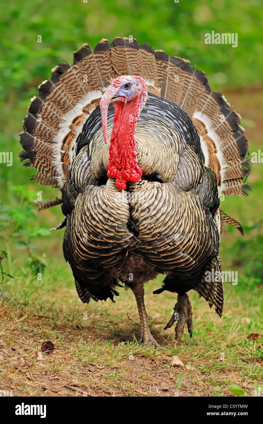 Wilder Truthahn (Meleagris Gallopavo), Tom, gefunden in Nordamerika, Gefangenschaft, North Rhine-Westphalia Stockfoto