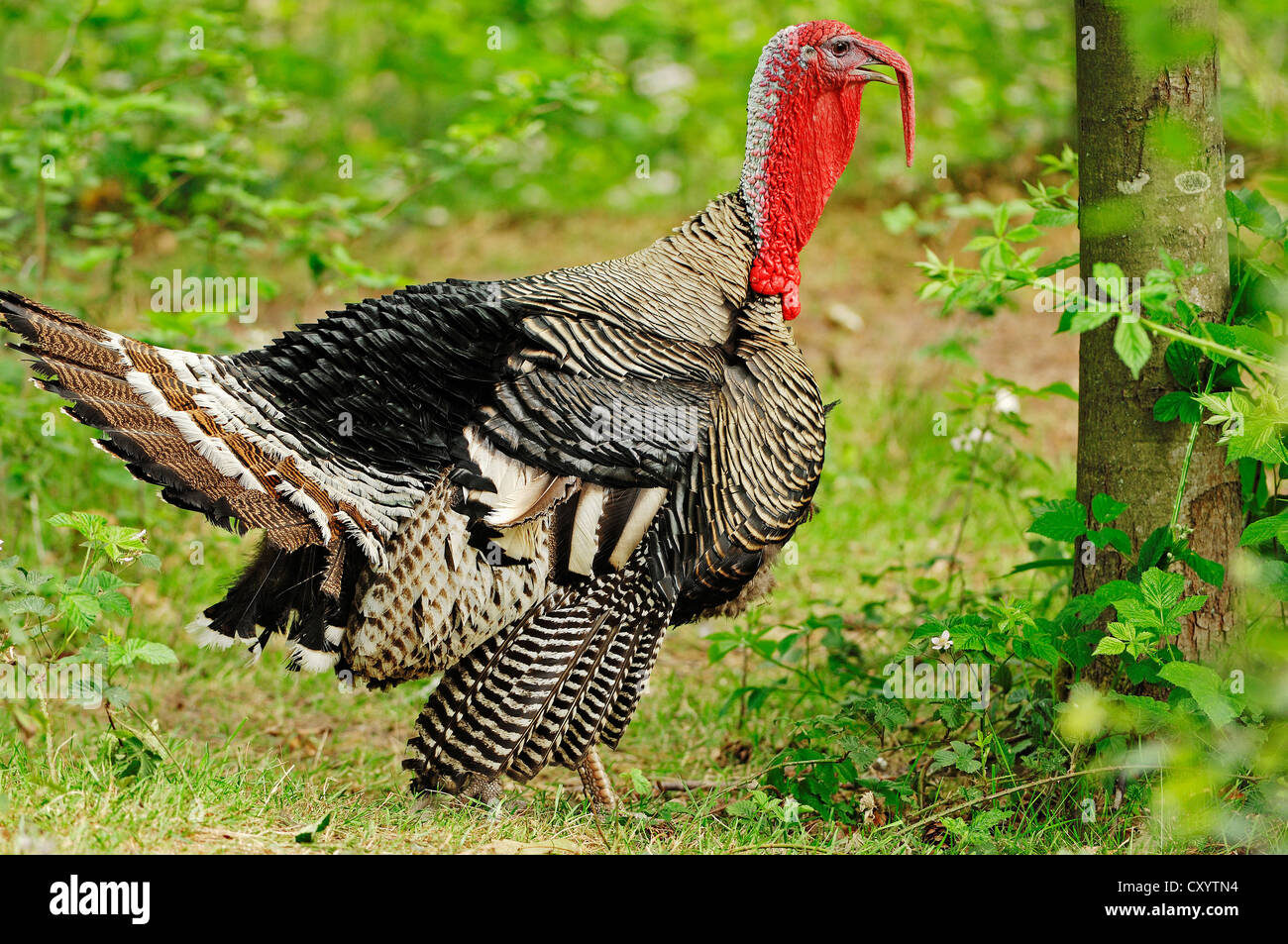 Wilder Truthahn (Meleagris Gallopavo), Tom, gefunden in Nordamerika, Gefangenschaft, North Rhine-Westphalia Stockfoto
