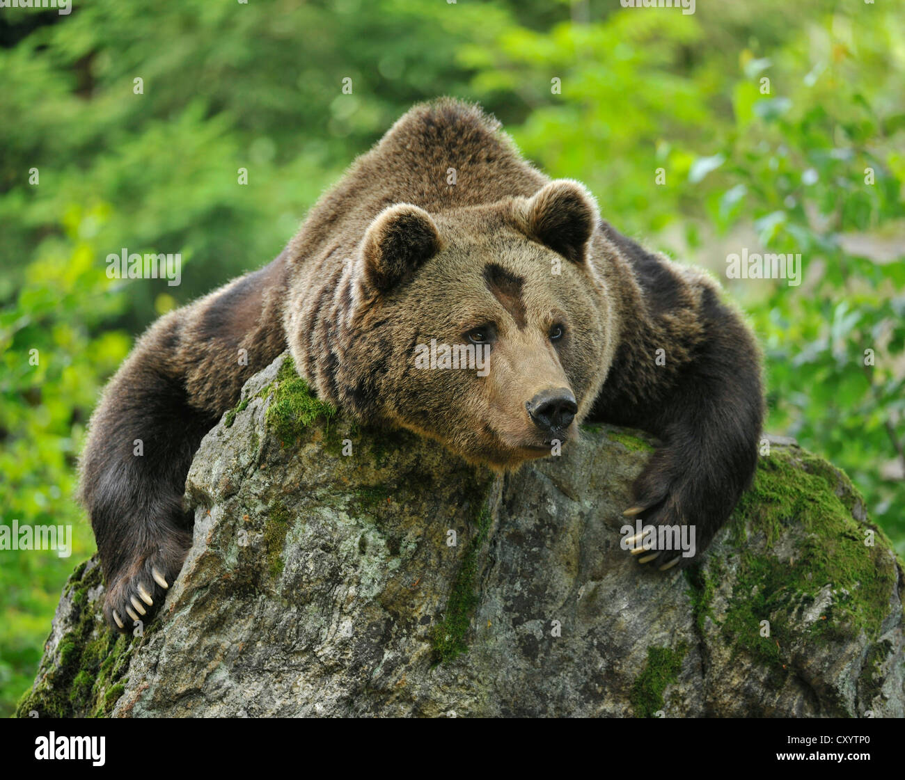 Europäischer Braunbär (Ursus Arctos) in einer geschlossenen Zone des Bayerischen Wald Nationalpark, Bayern Stockfoto