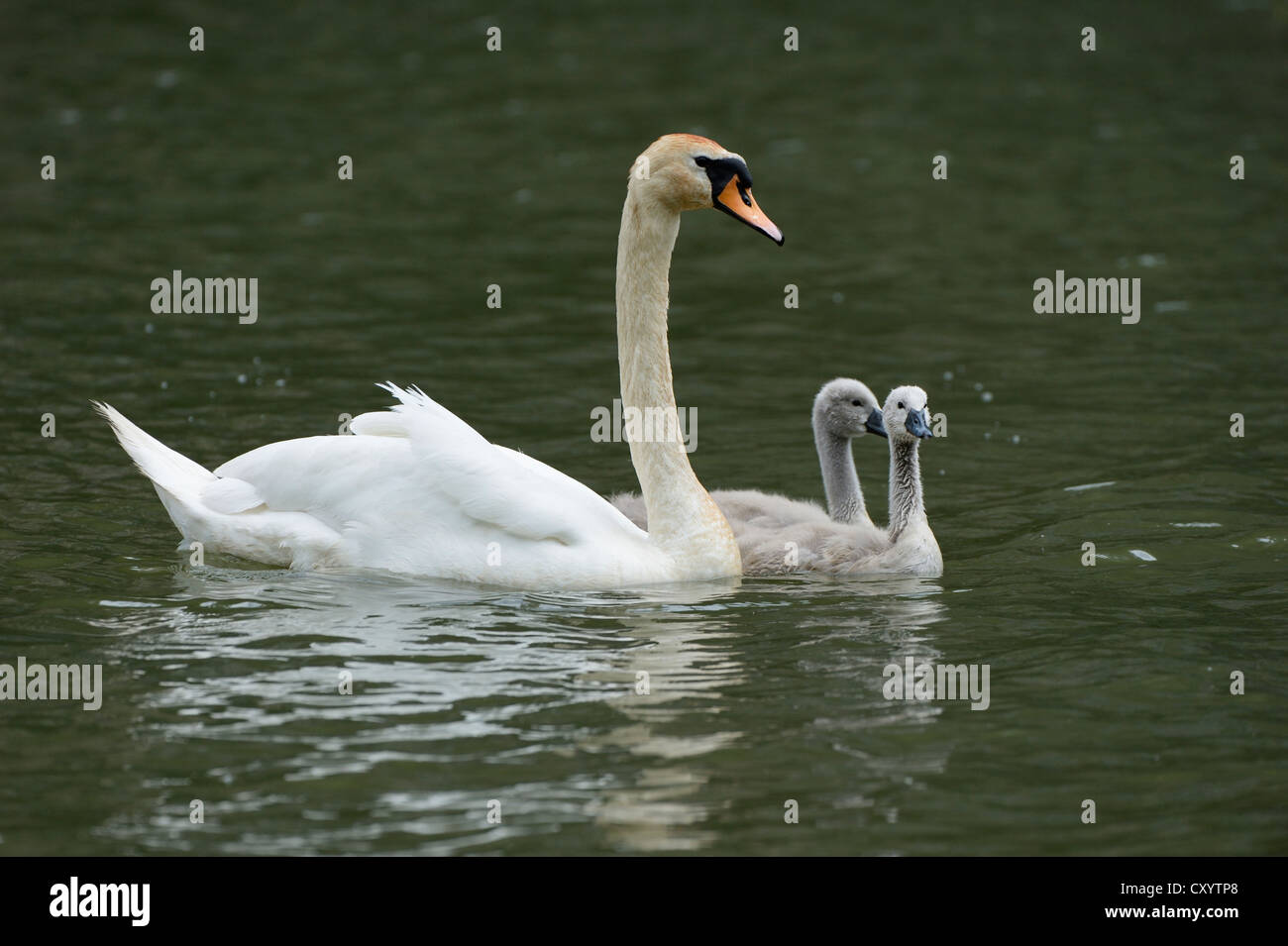 Mute Swan (Cygnus Olor) schwimmen mit Cygnets auf Wichelsee See, Sarnen, Schweiz, Europa Stockfoto