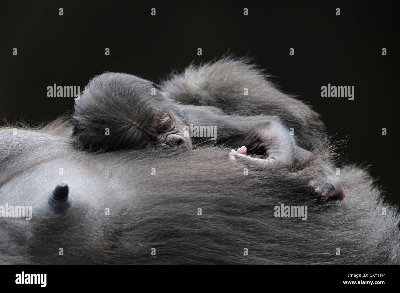 Flachlandgorilla (Gorilla Gorilla Gorilla), baby-schlafen auf dem Bauch seiner Mutter gefangen, Afrikanische Arten Stockfoto