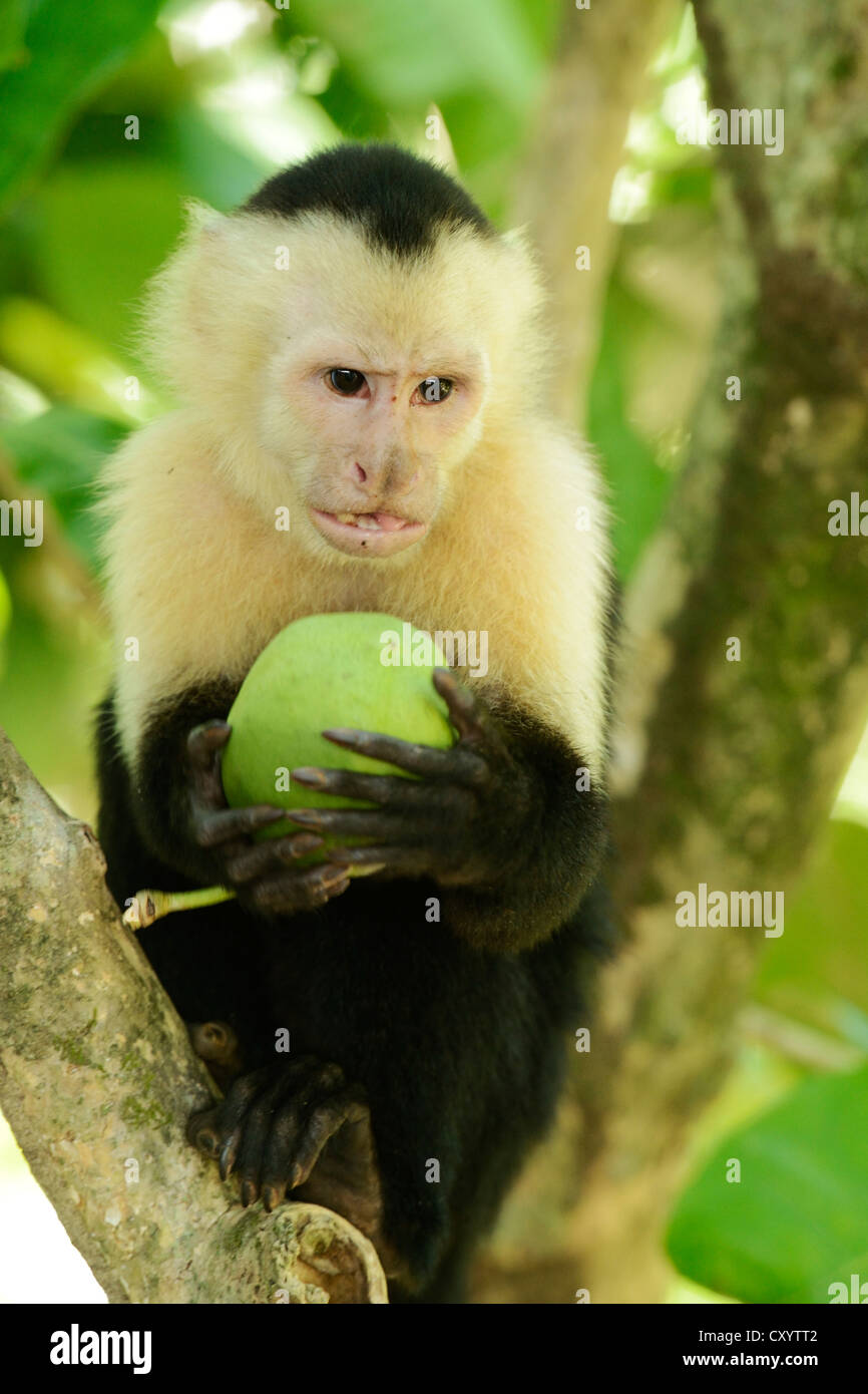 Gescheckte oder White-faced Capuchin (Cebus Capucinus), mit Obst, Manuel Antonio Nationalpark, Costa Rica, Mittelamerika Stockfoto