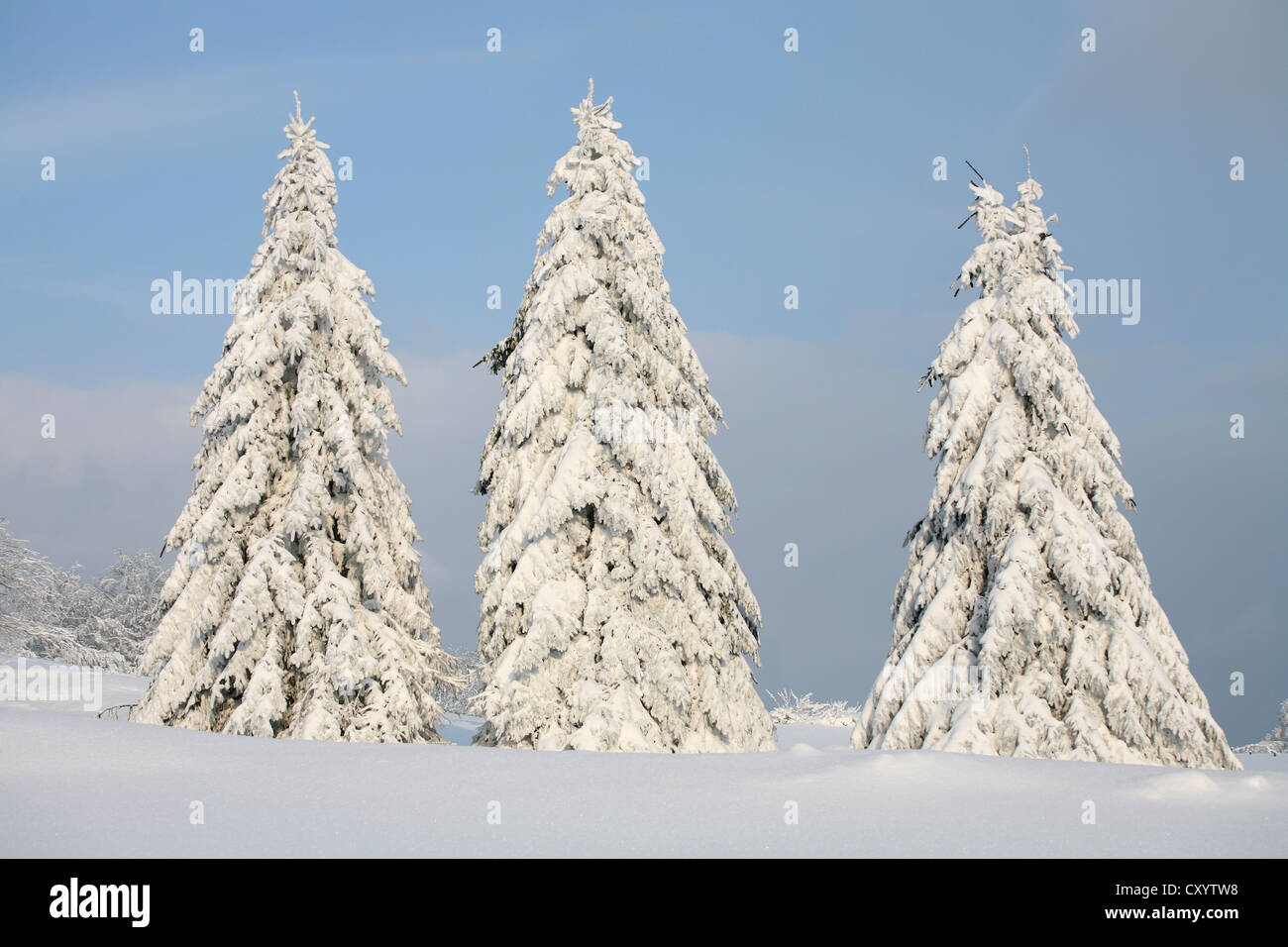 Schneebedeckten Fichten in der Nähe von Masserberg, Thüringer Wald, Thüringen Stockfoto