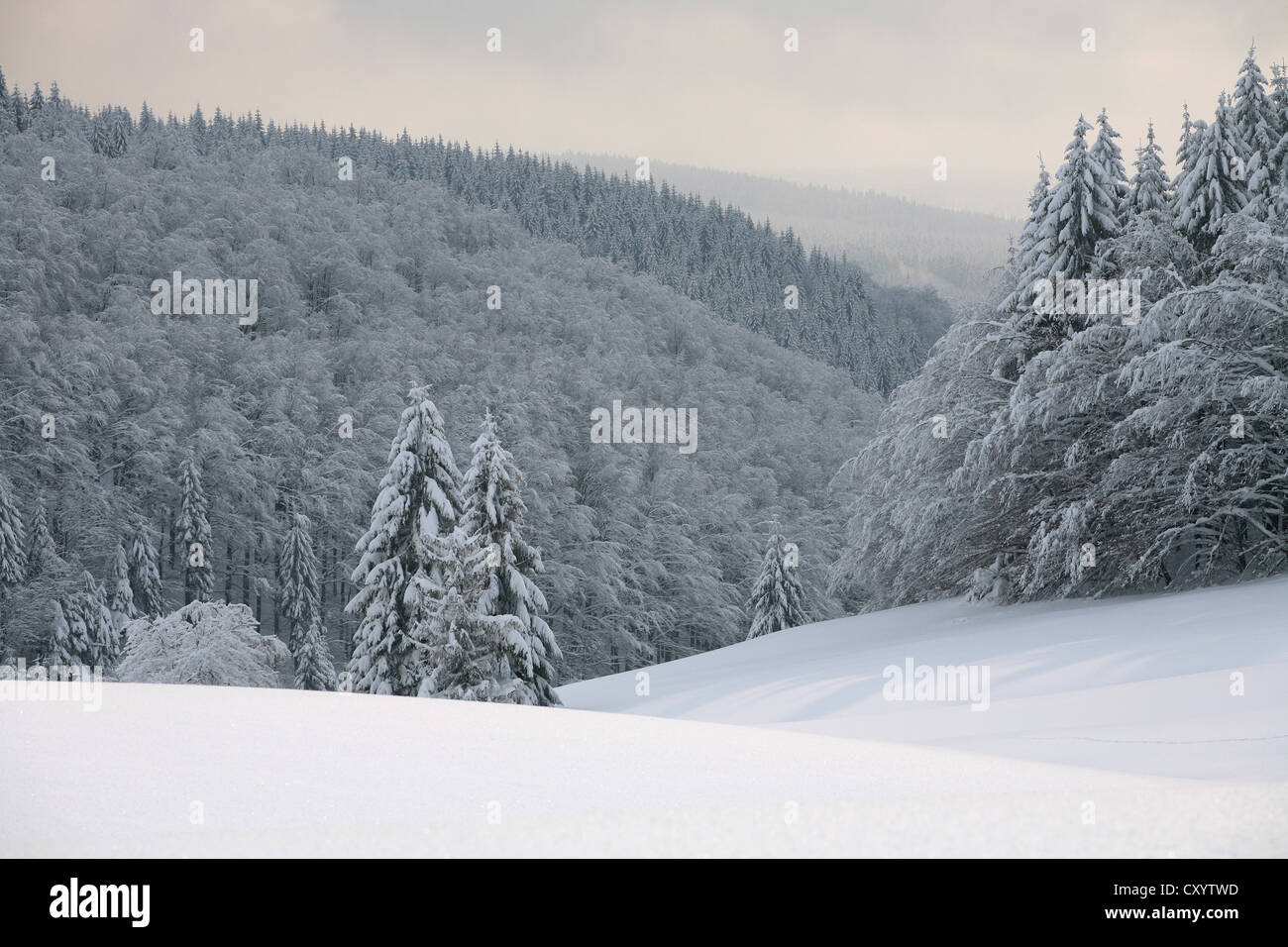 Blick über die verschneiten Thüringer Wald in der Nähe von Masserberg, Thüringen Stockfoto