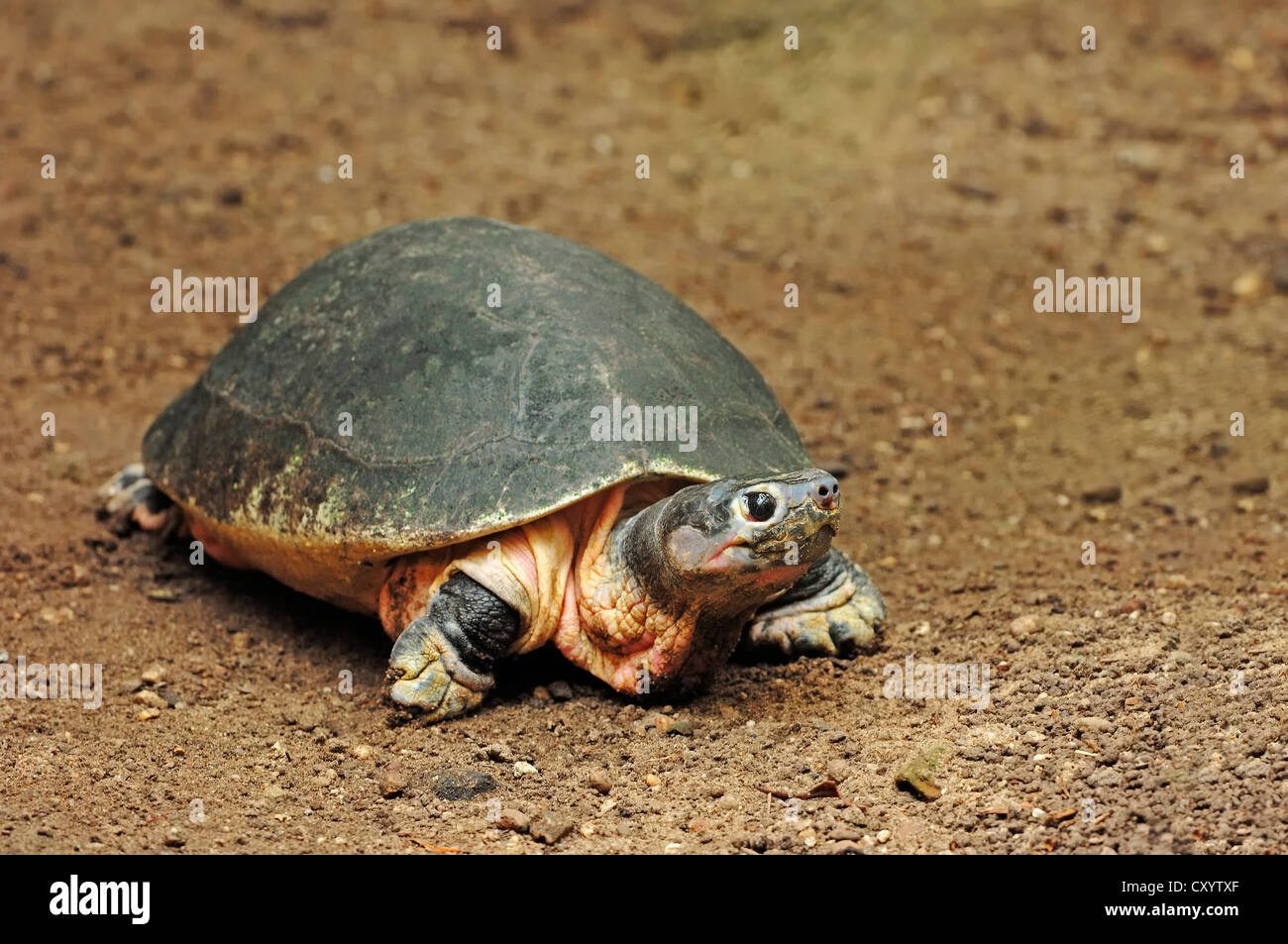 Malaysische Riesenschildkröte (Orlitia Borneensis), gefunden in Asien, Gefangenschaft, Belgien, Europa Stockfoto