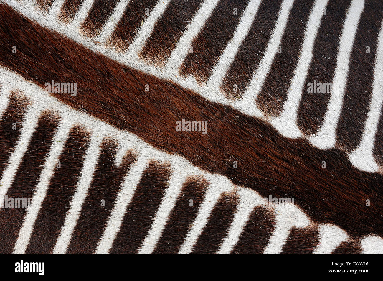 Grévy Zebras (Equus Grevyi), Detailansicht der Pelz, gefunden in Afrika, Gefangenschaft, Frankreich, Europa Stockfoto