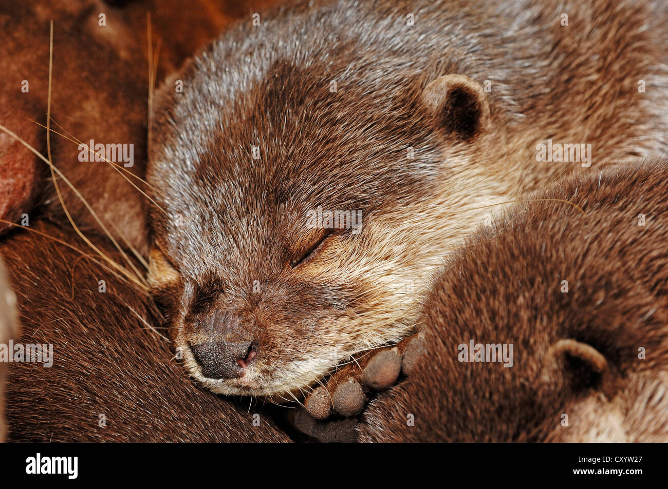Orientalische kleine krallte Otter (Aonyx Cinerea, Amblonyx Cinerea), Porträt eines schlafenden Tieres, gefunden in Asien, gefangen Stockfoto