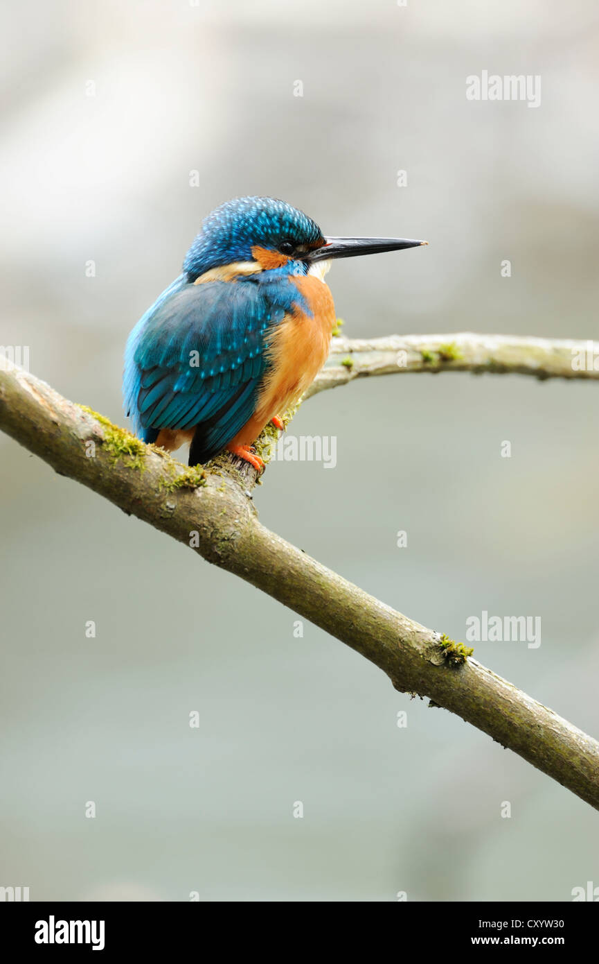 Eisvogel (Alcedo Atthis) thront auf einem Zweig, Cham, Schweiz, Europa Stockfoto