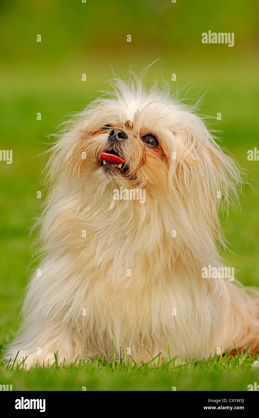 Spielzeug Mi-Ki, eine seltene Rasse des Hundes (Canis Lupus Familiaris) Stockfoto