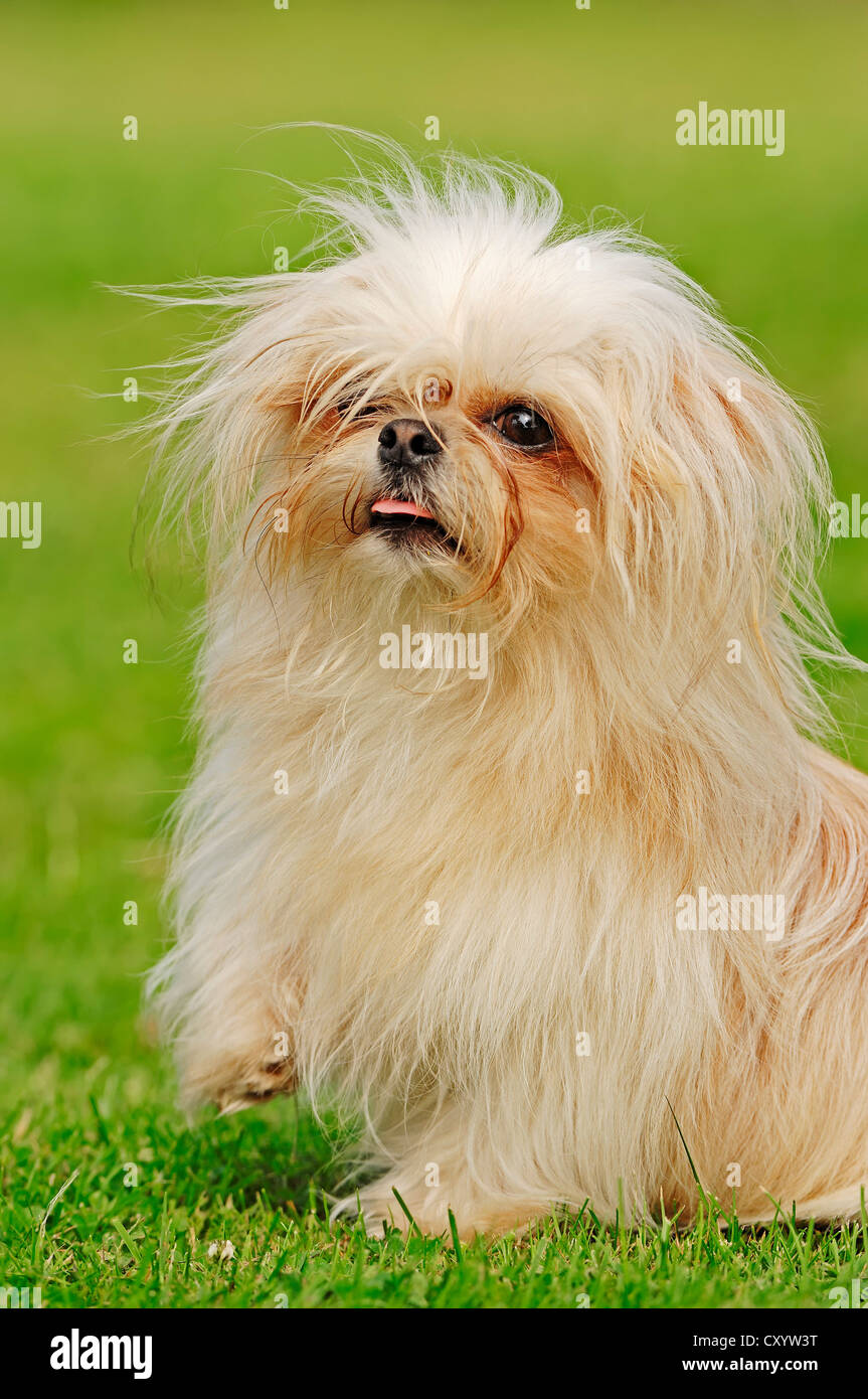 Spielzeug Mi-Ki, eine seltene Rasse des Hundes (Canis Lupus Familiaris) Stockfoto