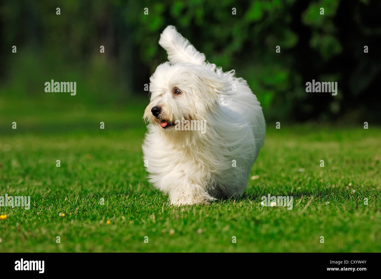 Coton de Tulear, Hund (Canis Lupus Familiaris) Stockfoto