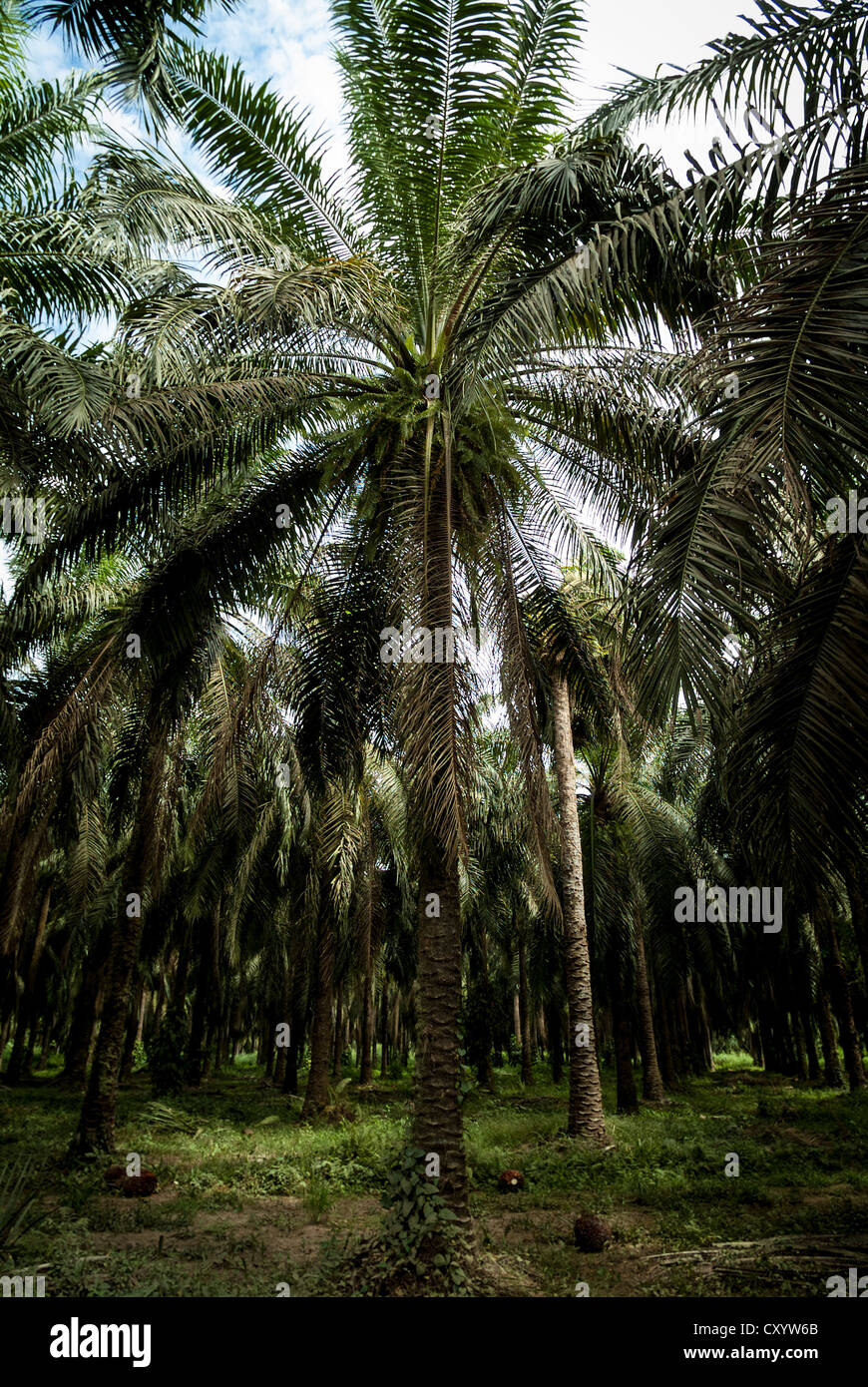 PalmölPlantage in der Nähe von Quepos, Costa Rica Stockfotografie Alamy