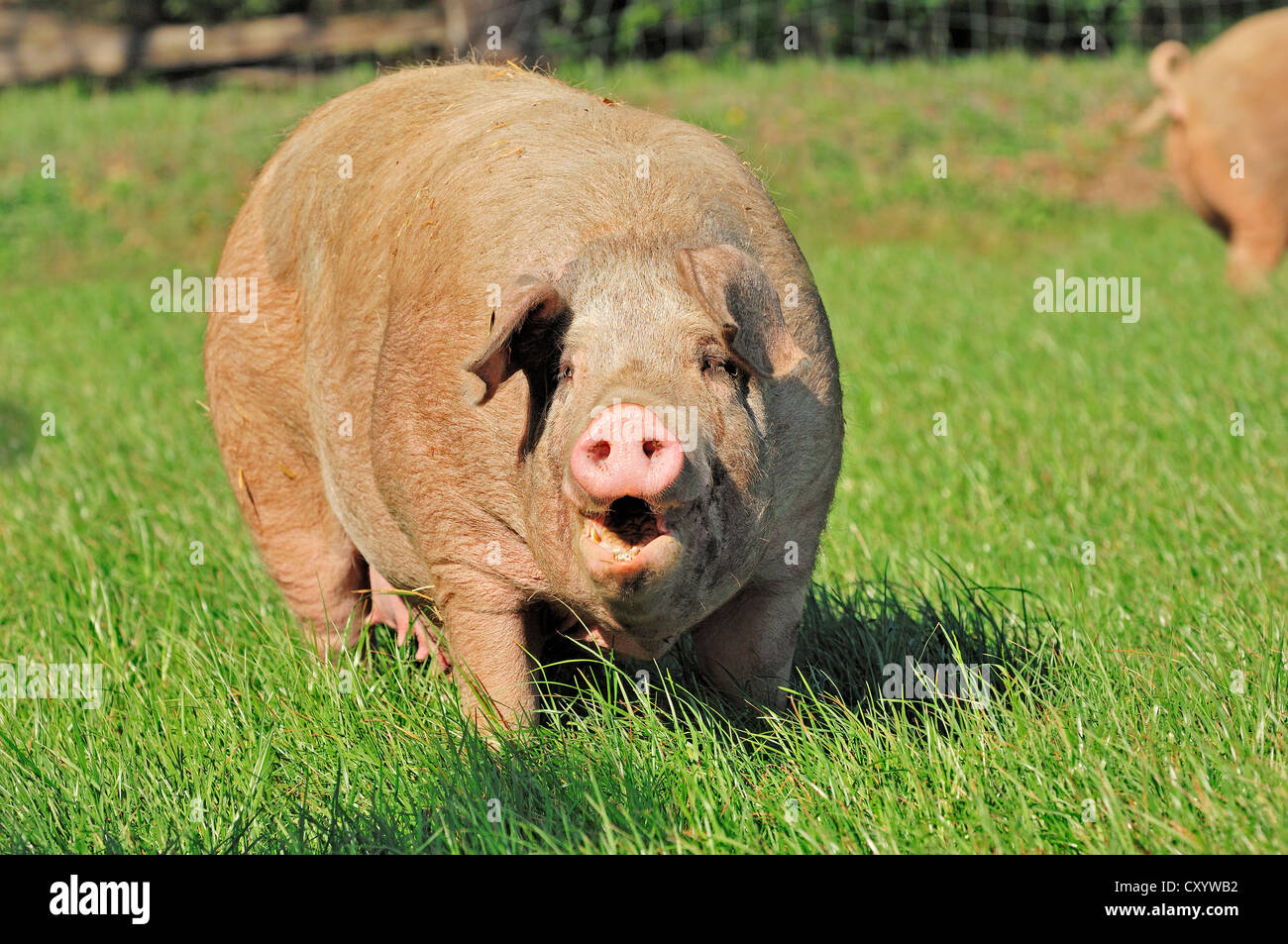 Hausschwein (Sus Scrofa Domestica), Freilandhaltung, Schleswig-Holstein Stockfoto