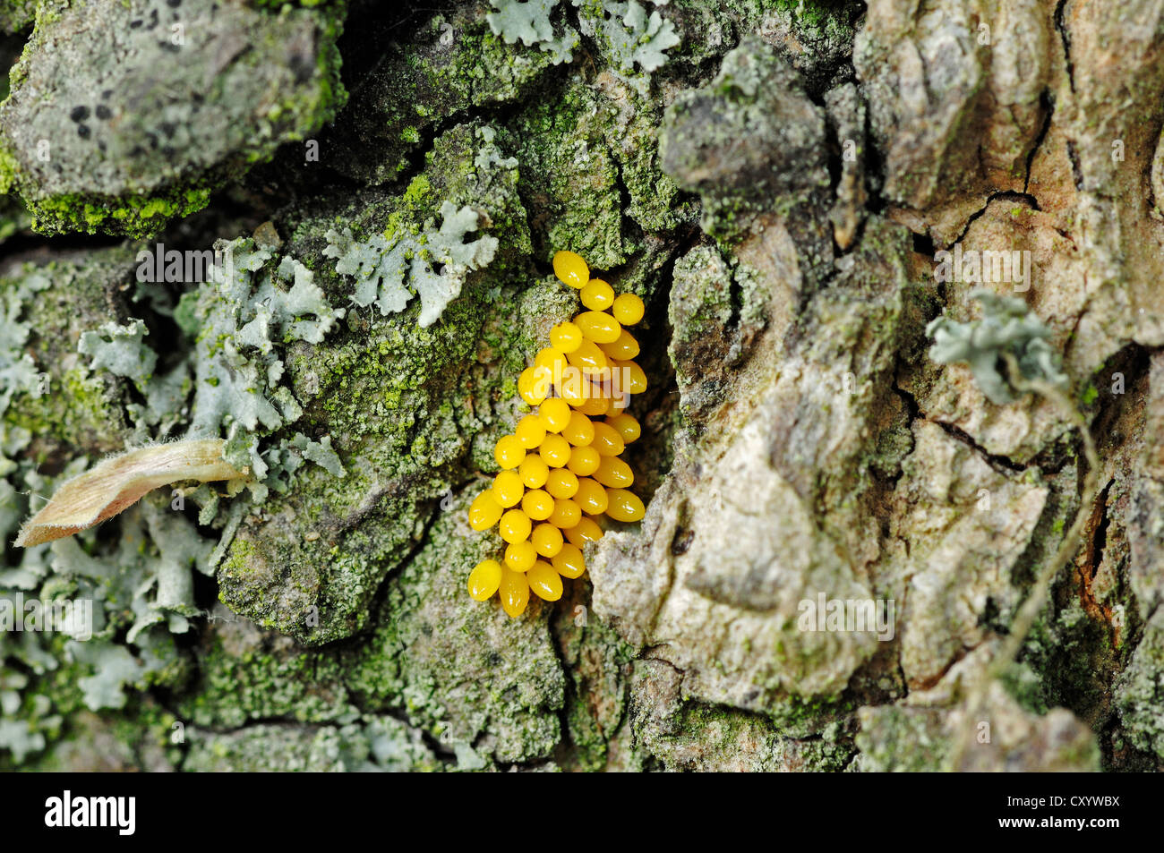 Sieben-Punkt-Marienkäfer oder sieben gefleckten Marienkäfer (Coccinella Septempunctata), Eiern auf Baumrinde, North Rhine-Westphalia Stockfoto