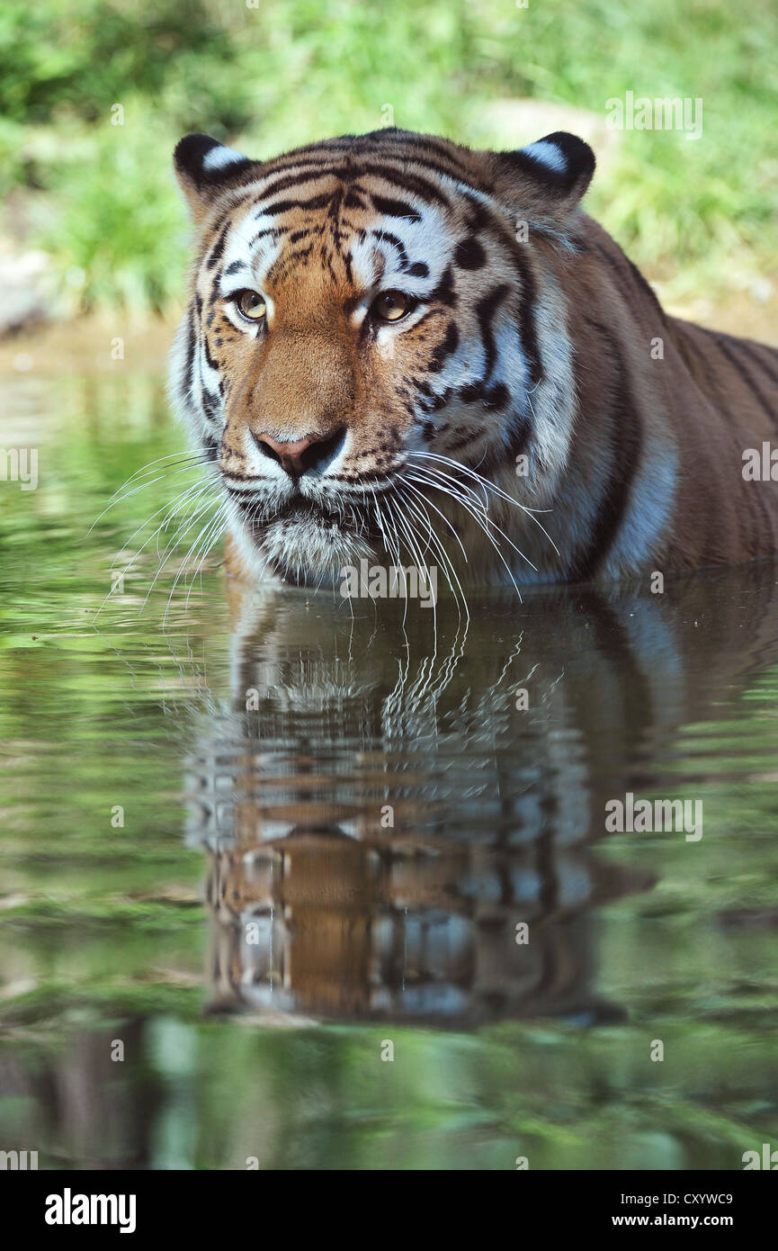 Sibirischer Tiger, Amur-Tiger (Panthera Tigris Altaica) in das Wasser, Zoo, Niedersachsen Stockfoto
