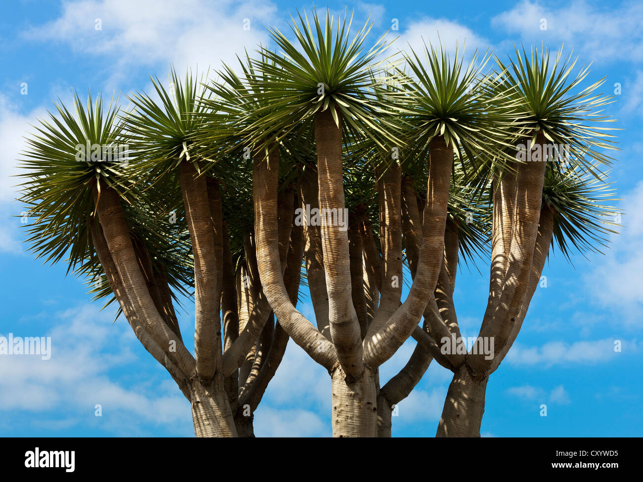 Kanarischen Drachenbaum oder Drago (Dracaena Draco), Krone, Teneriffa, Kanarische Inseln, Spanien, Europa Stockfoto