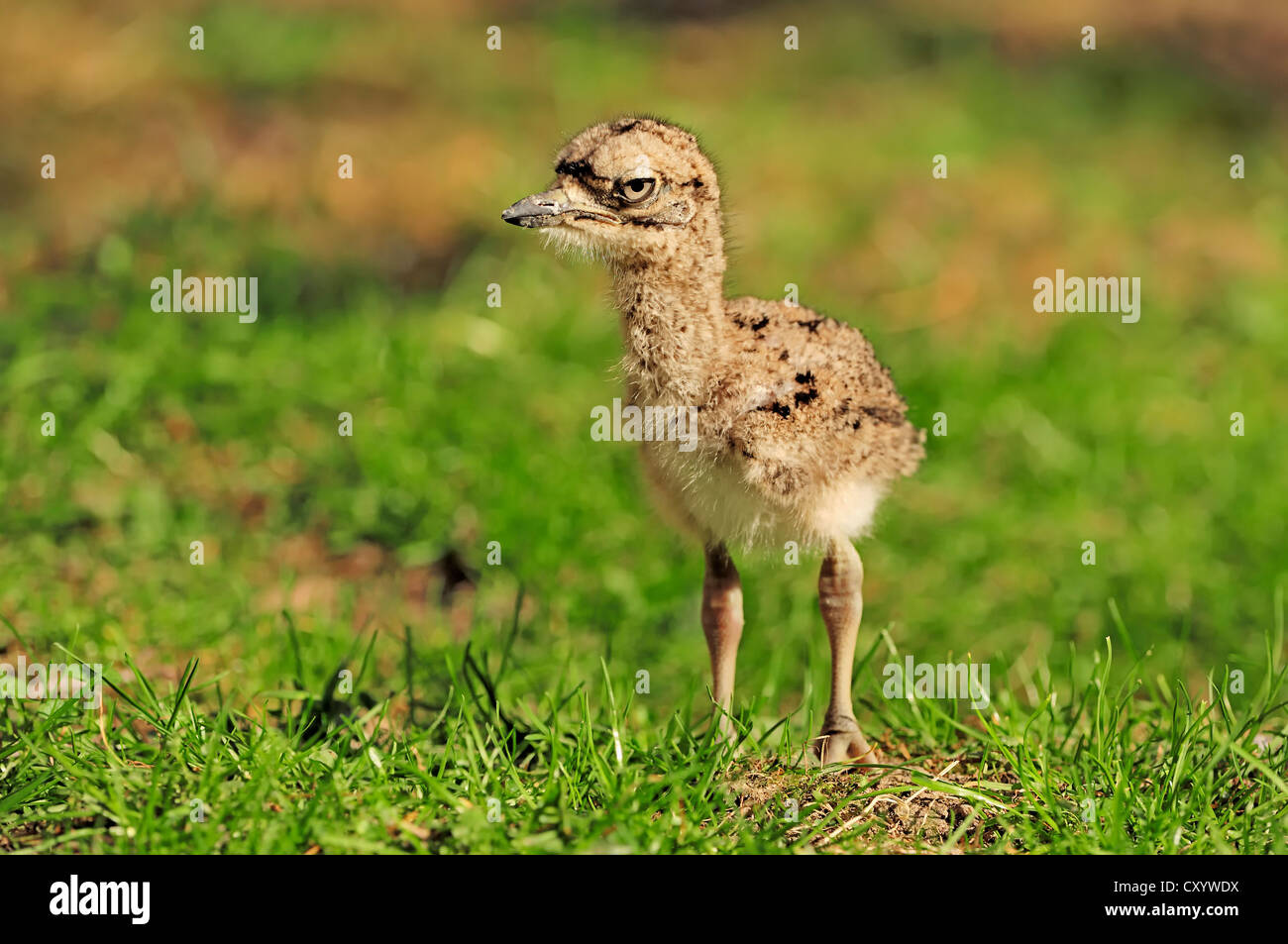 Entdeckte Thick-knee (Burhinus Capensis) Küken, ursprünglich aus Afrika, Gefangenschaft, Niederlande, Europa Stockfoto