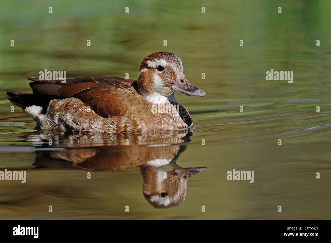 Beringt, Teal (Callonetta Leucophrys), Weiblich, ursprünglich aus Südamerika, Flucht aus der Gefangenschaft, North Rhine-Westphalia Stockfoto