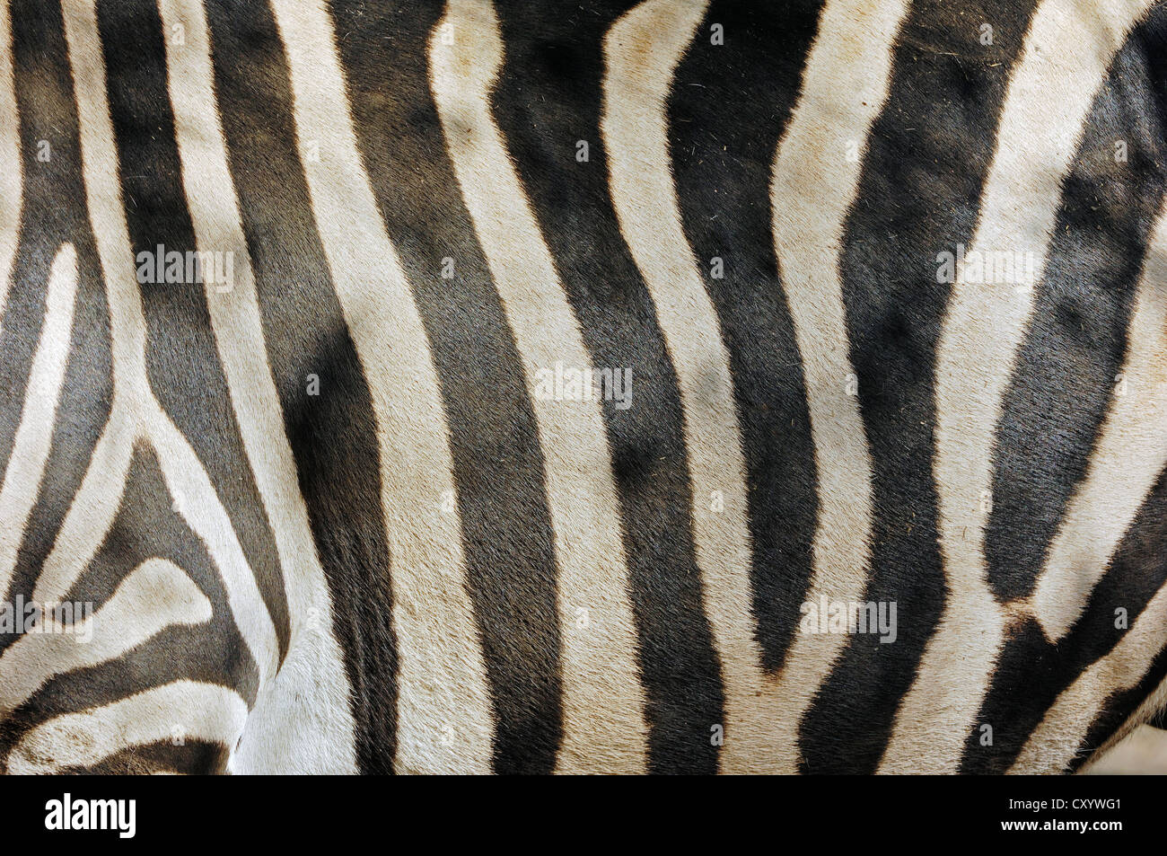 Chapman Zebra (Equus Quagga Chapmani Sy Equus Burchellii Chapmani), Detail des Mantels, ursprünglich aus Afrika, gefangen Stockfoto